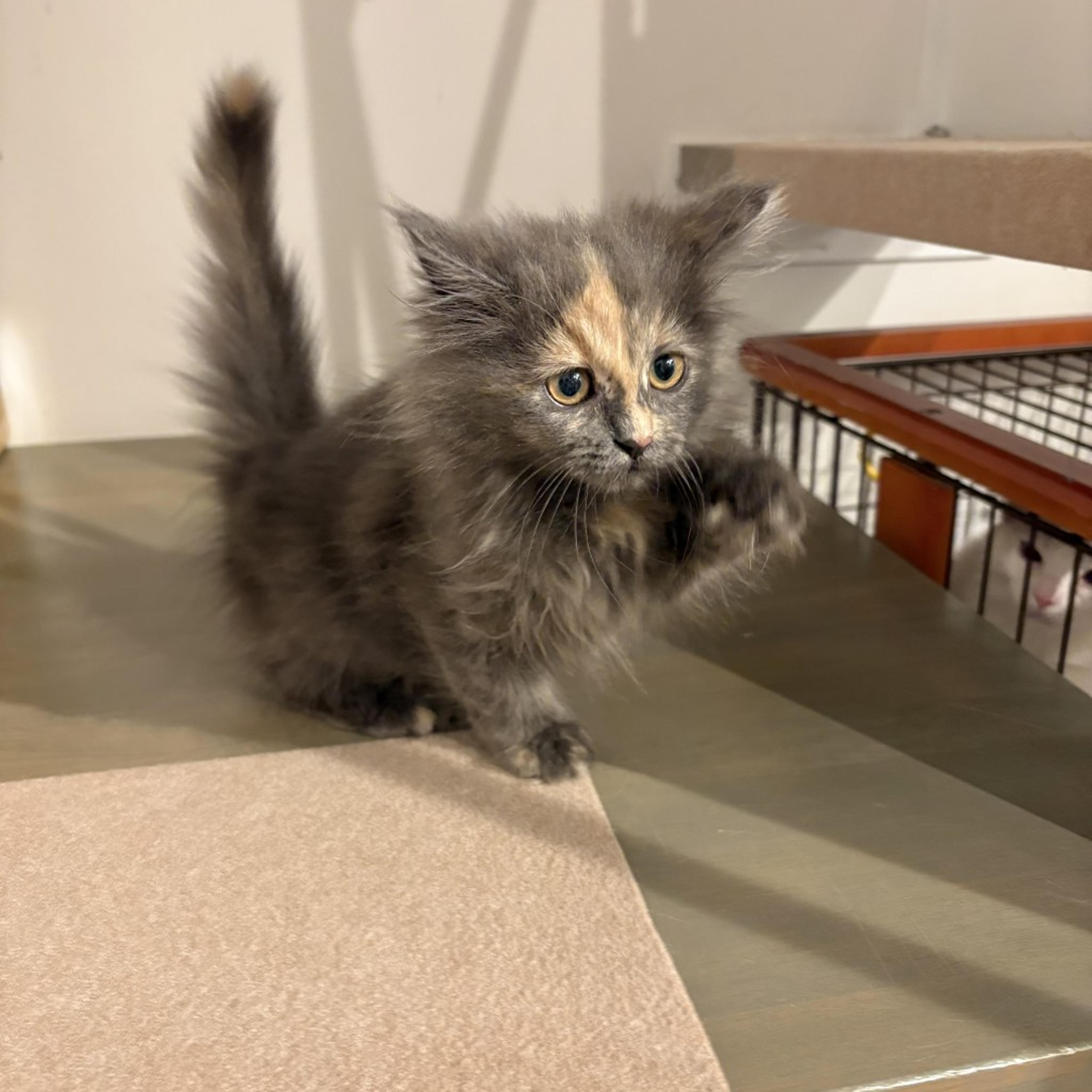 pet-image-3