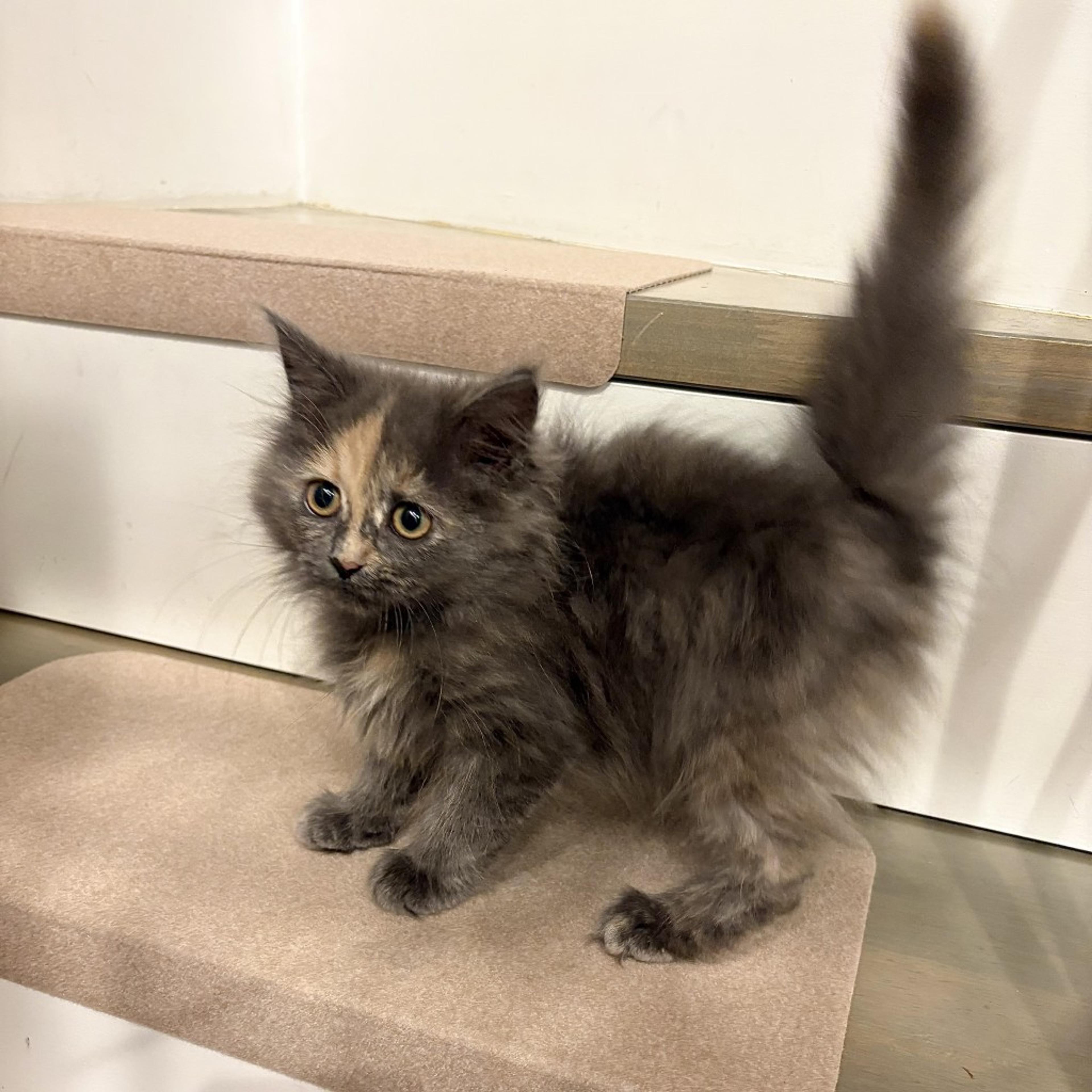 pet-image-9