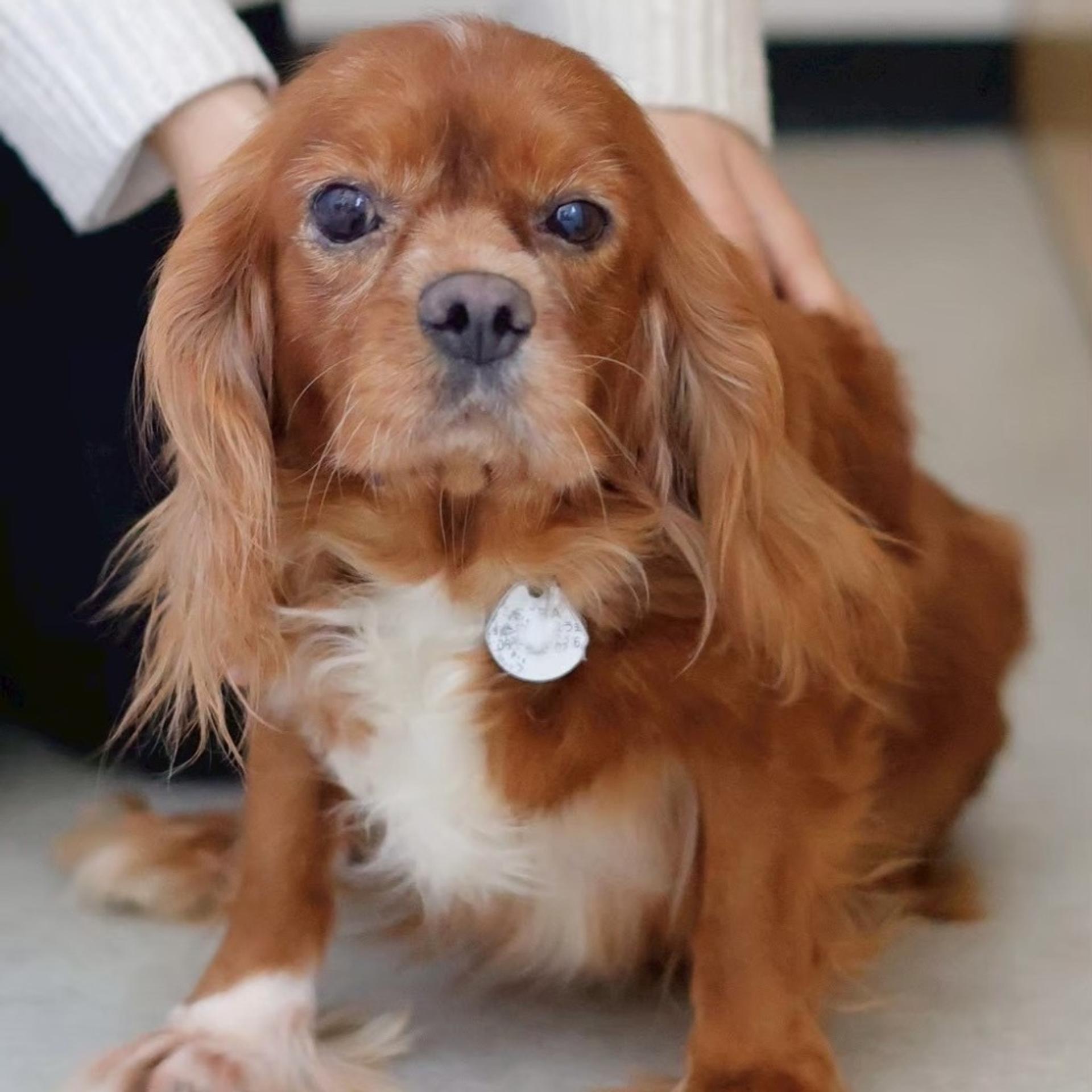 pet-image-5