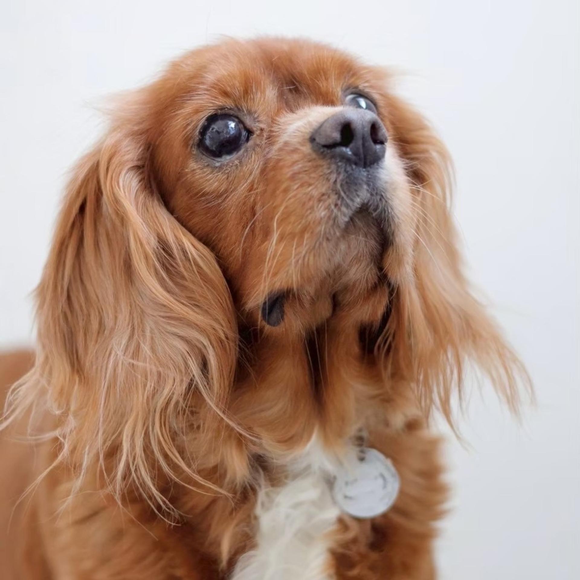pet-image-7