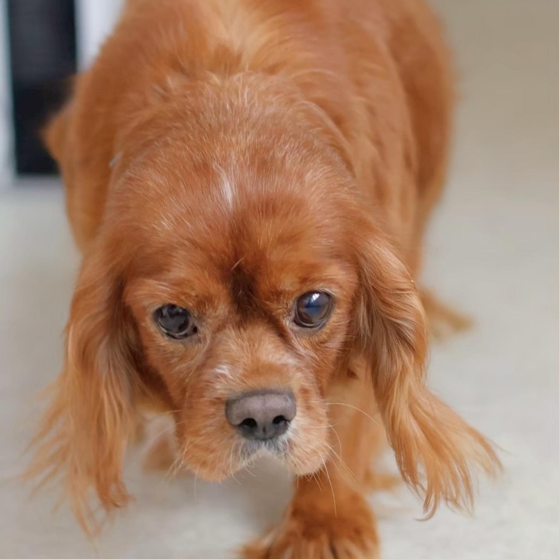 pet-image-8