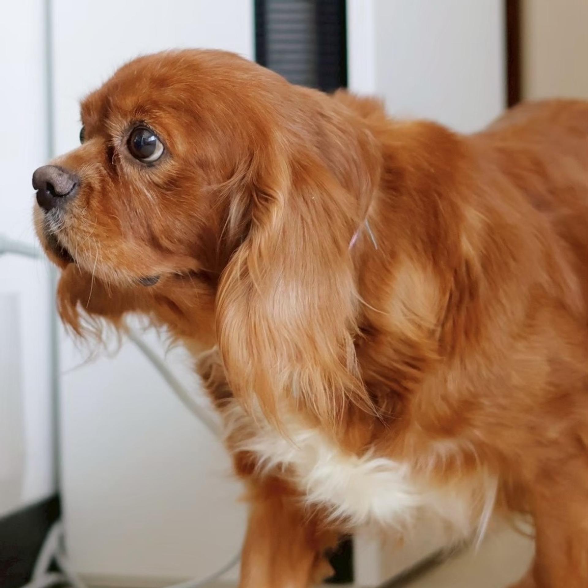 pet-image-9