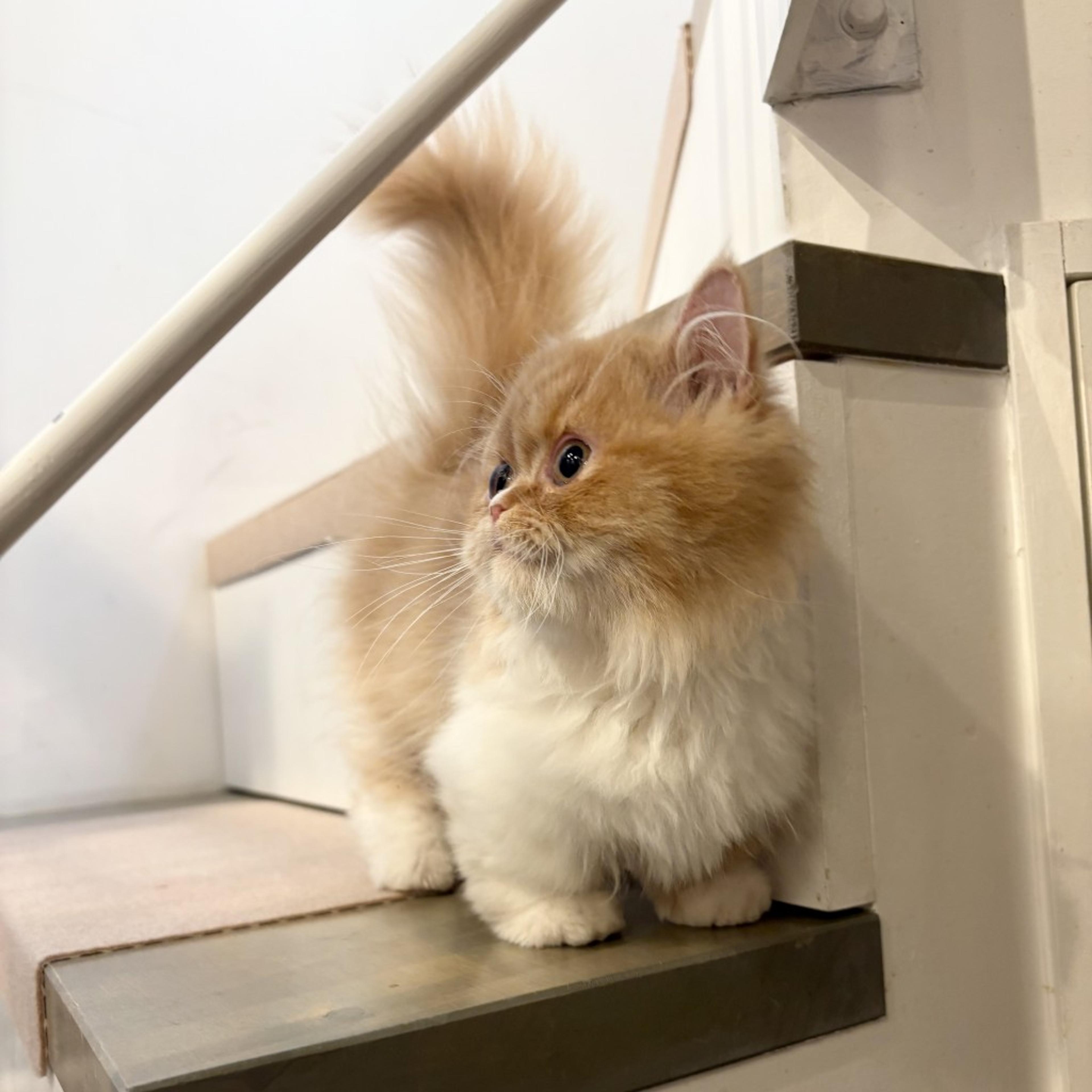 pet-image-5