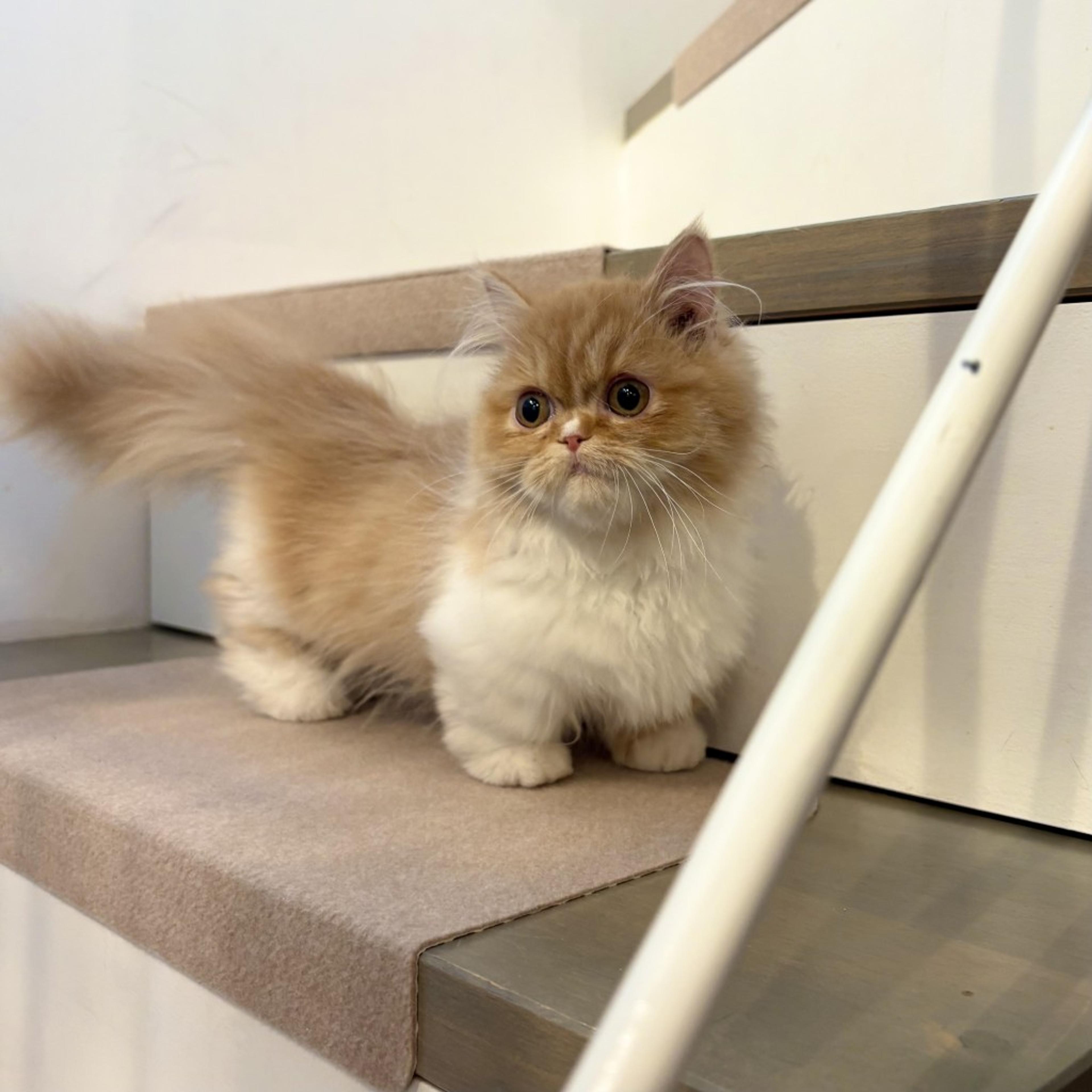 pet-image-3