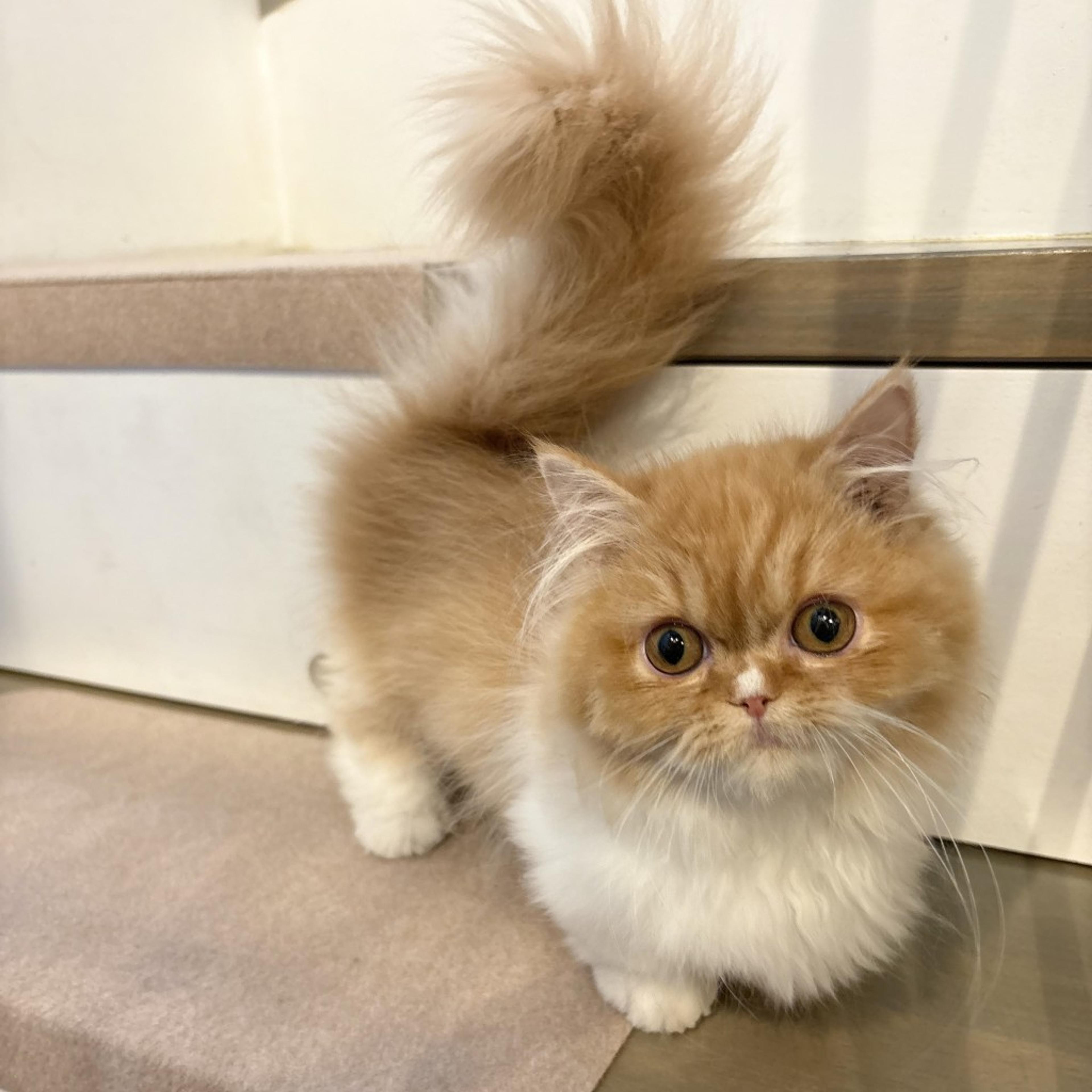 pet-image-4
