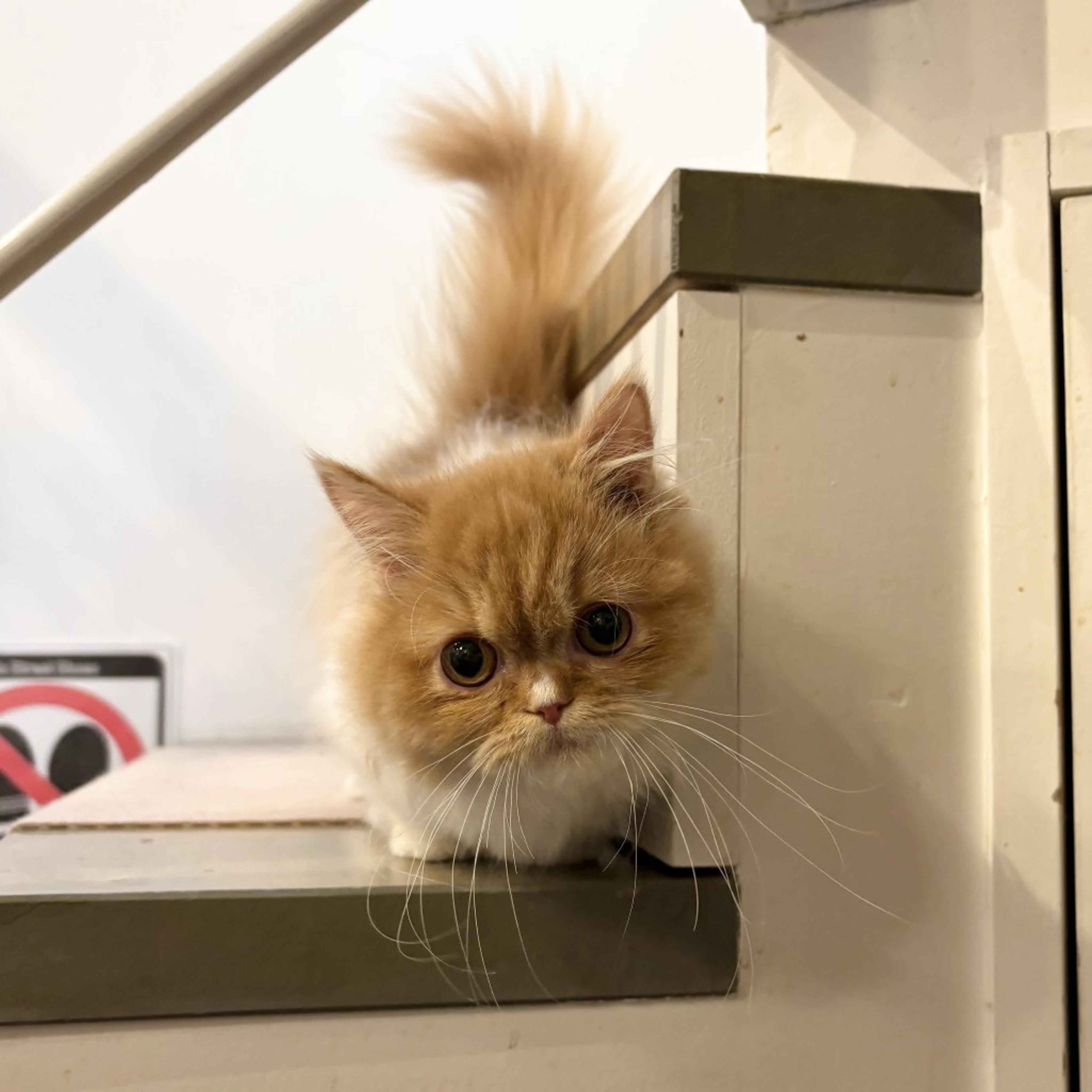 pet-image-7