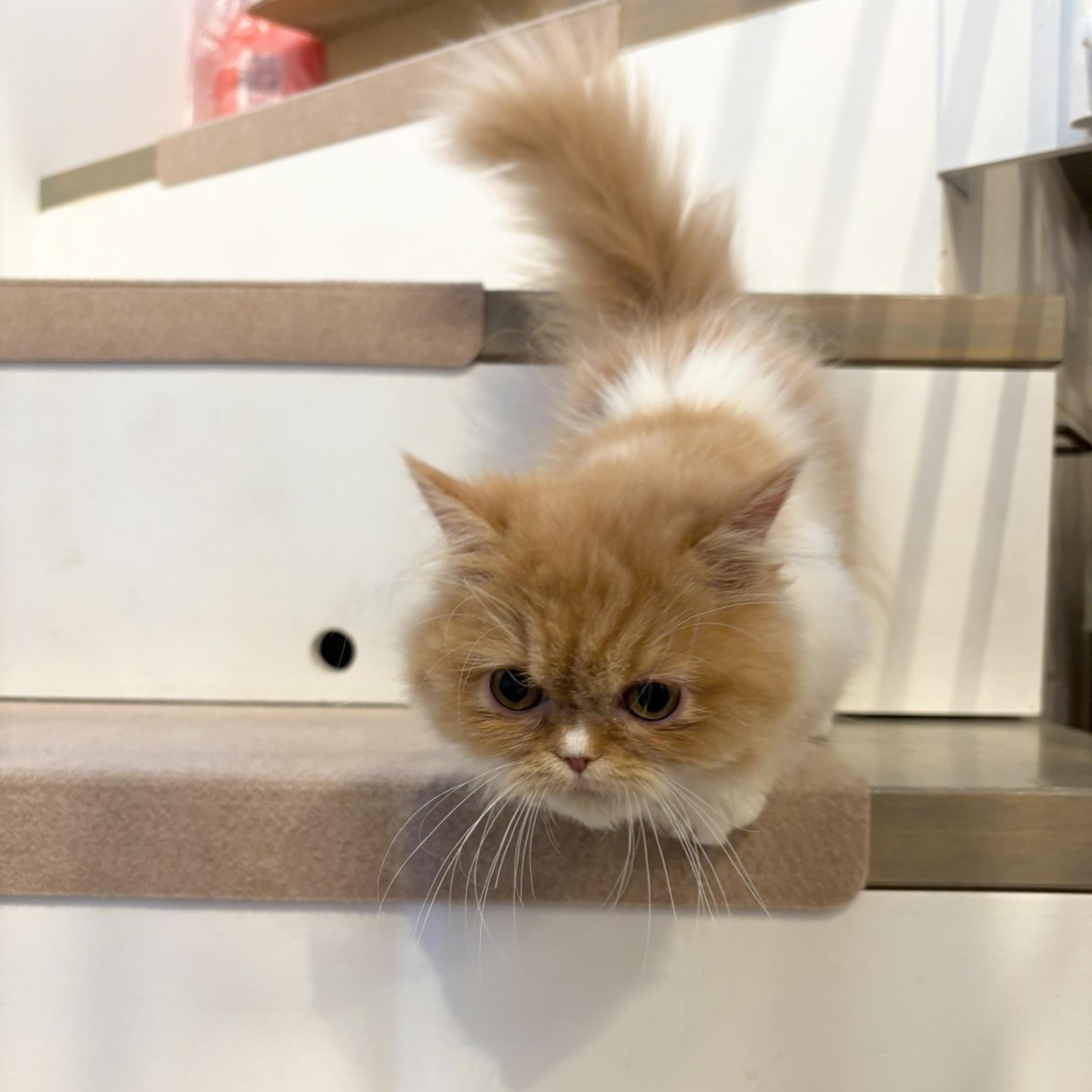 pet-image-8