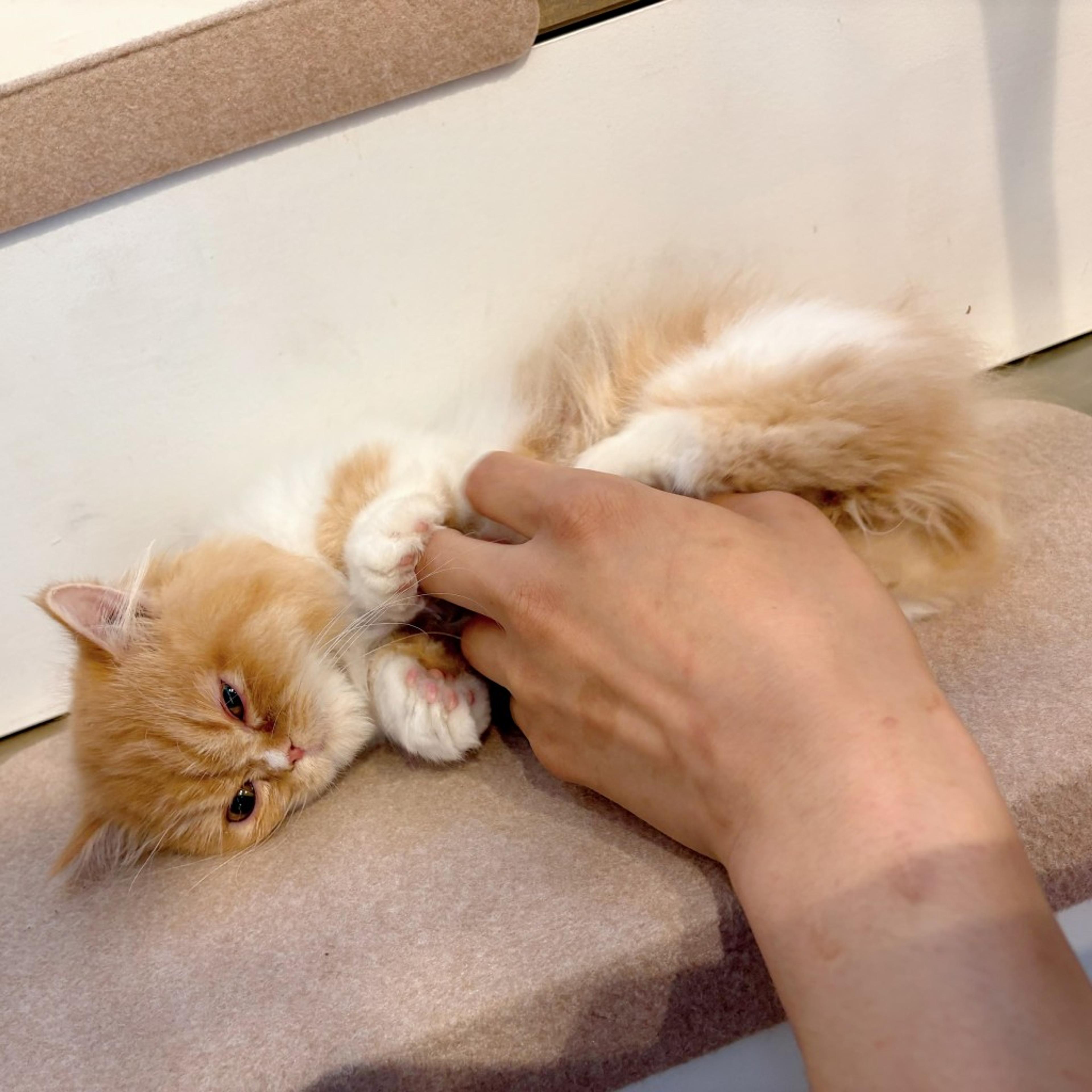 pet-image-9