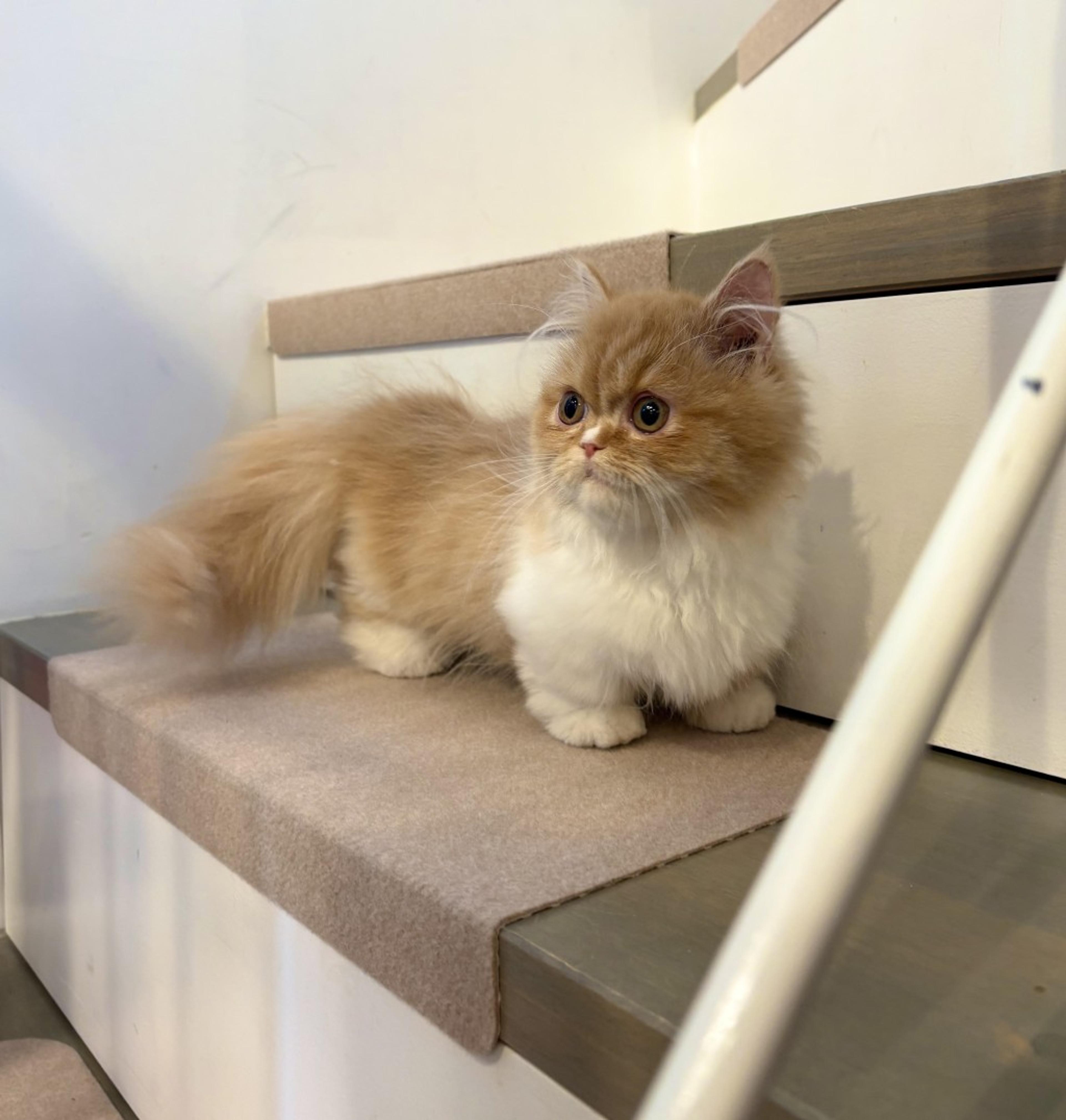 pet-image-6
