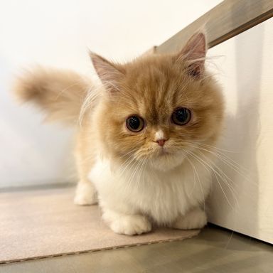 こてつ