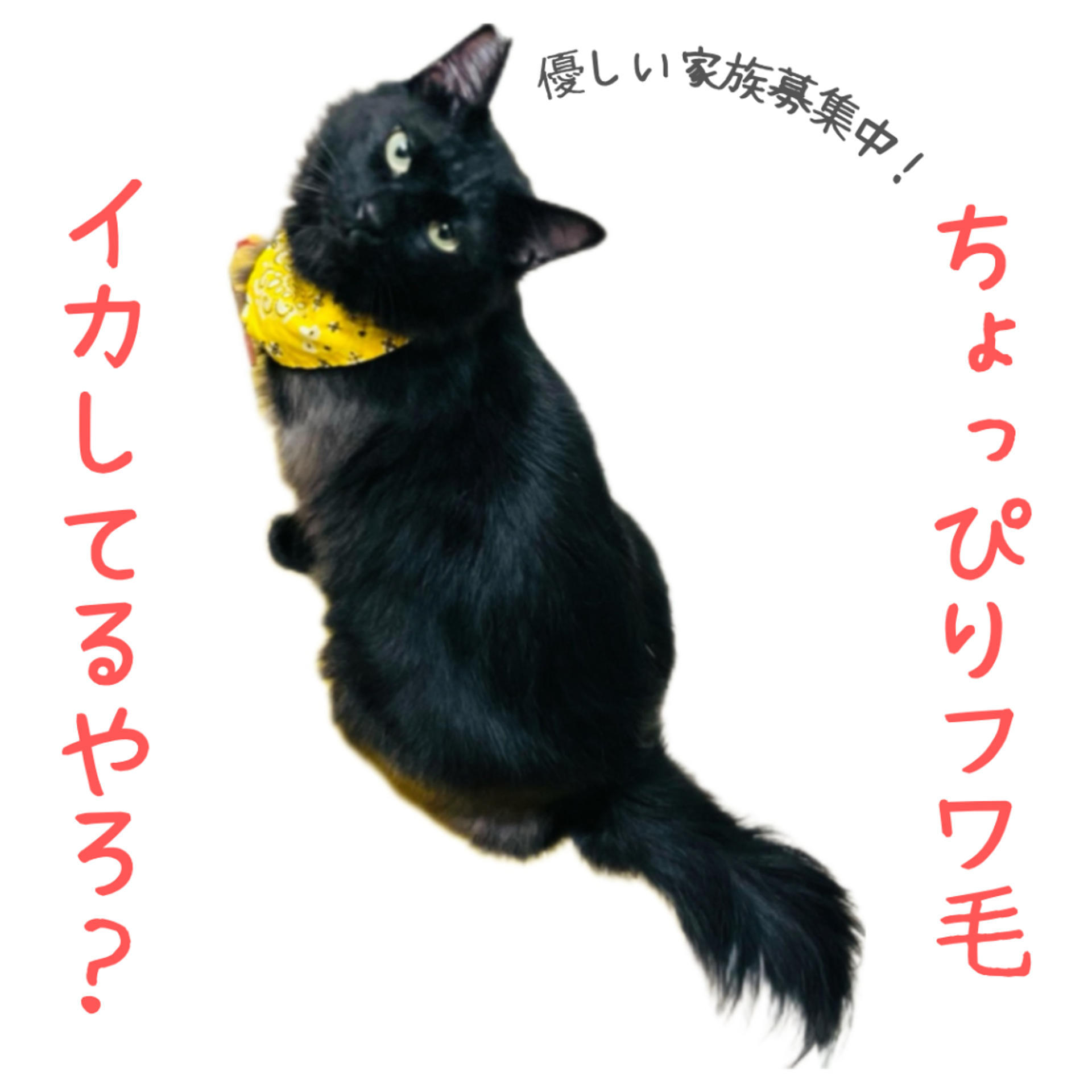 pet-image-4