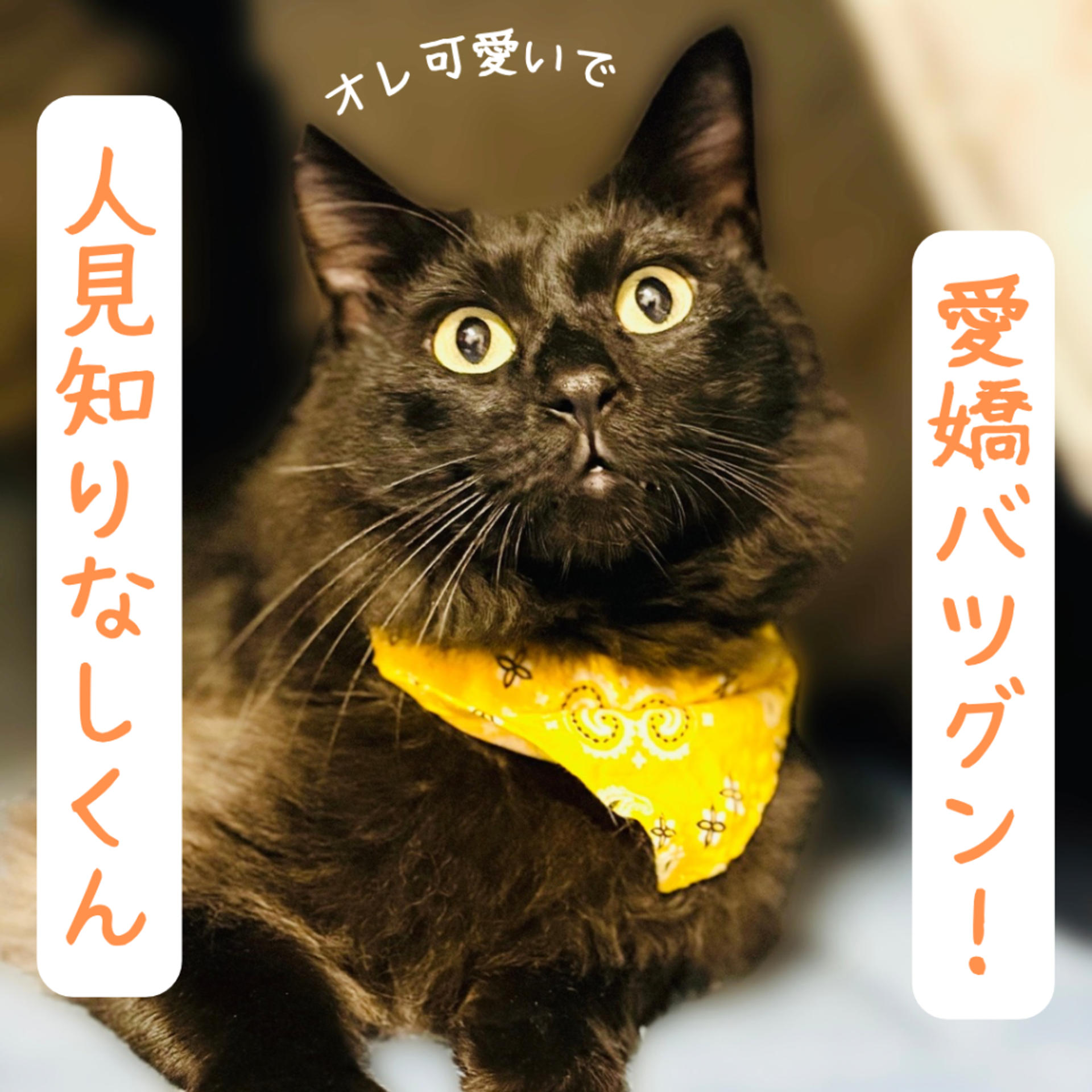pet-image-6