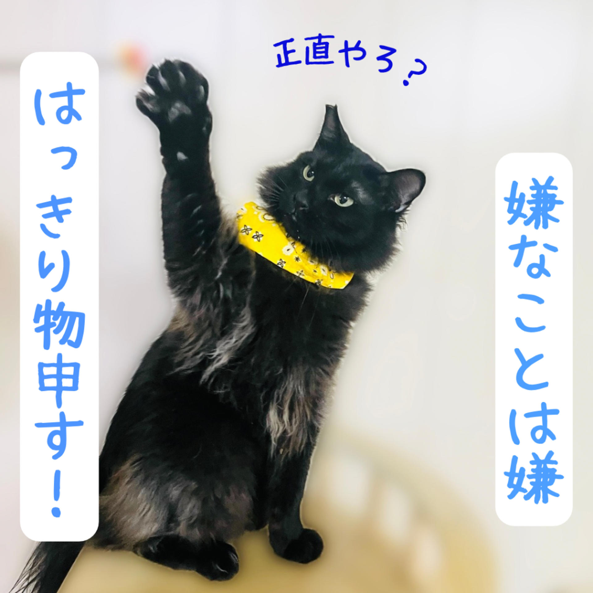 pet-image-7