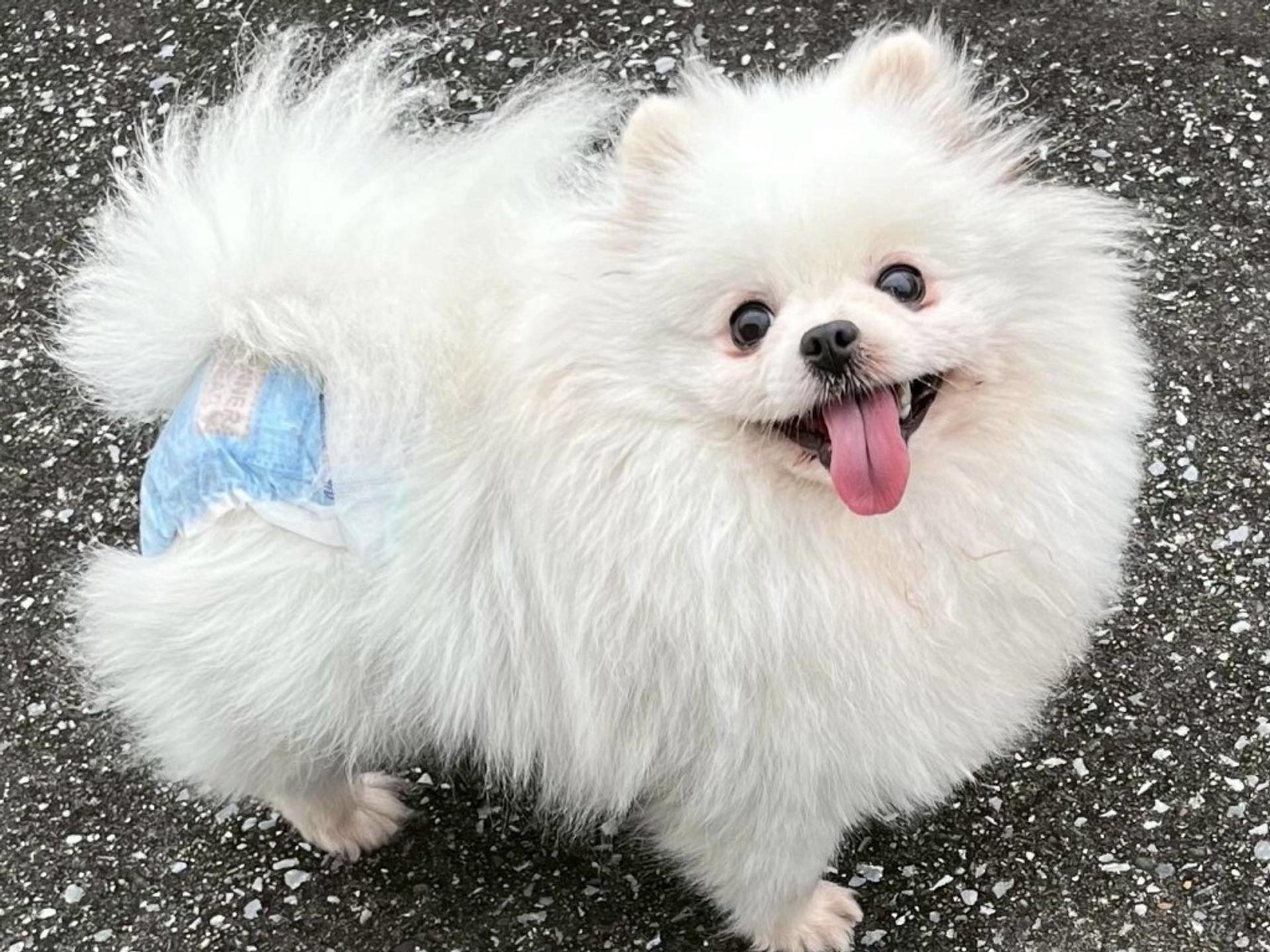pet-image-2