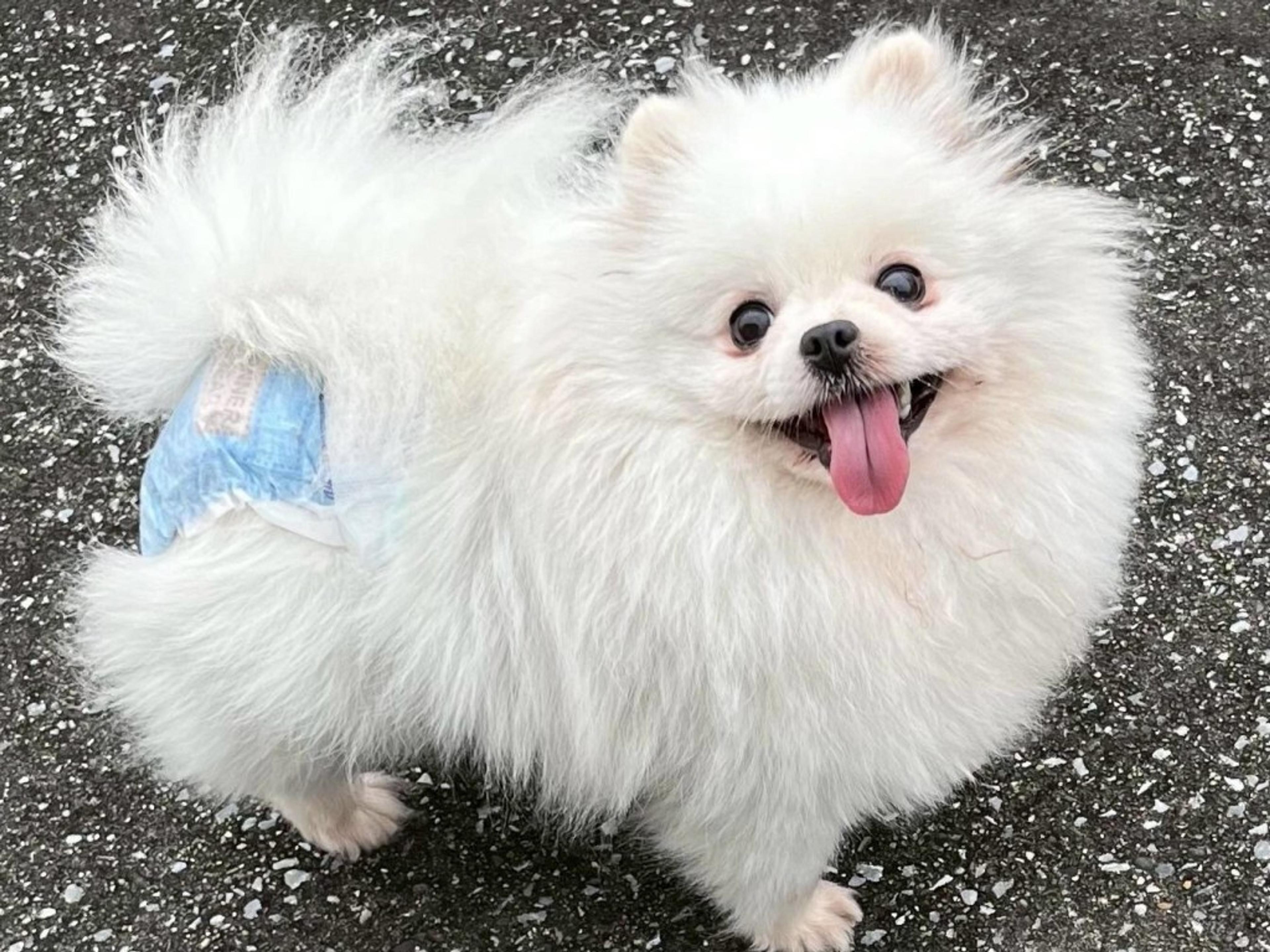 pet-image-2