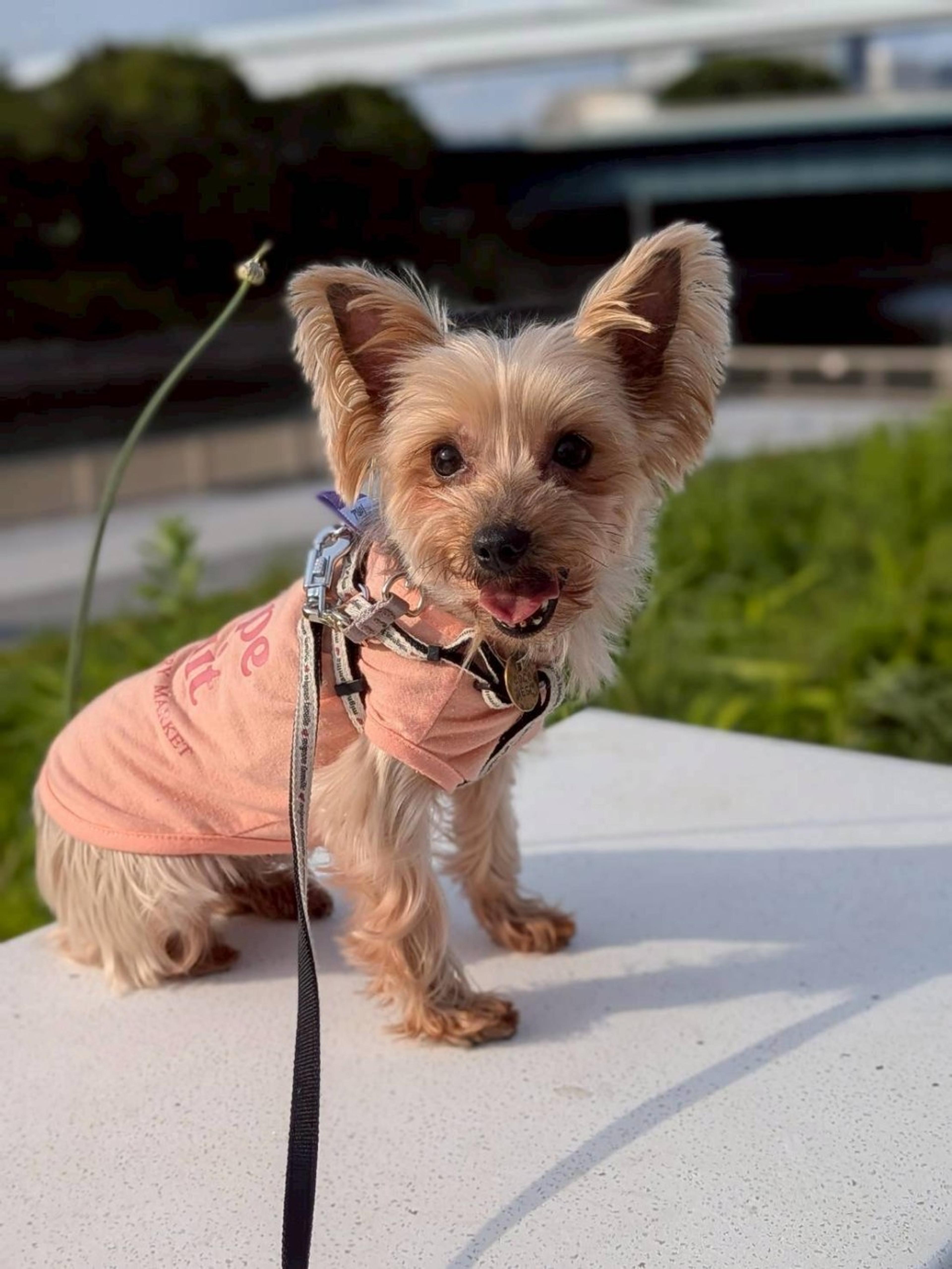 pet-image-2