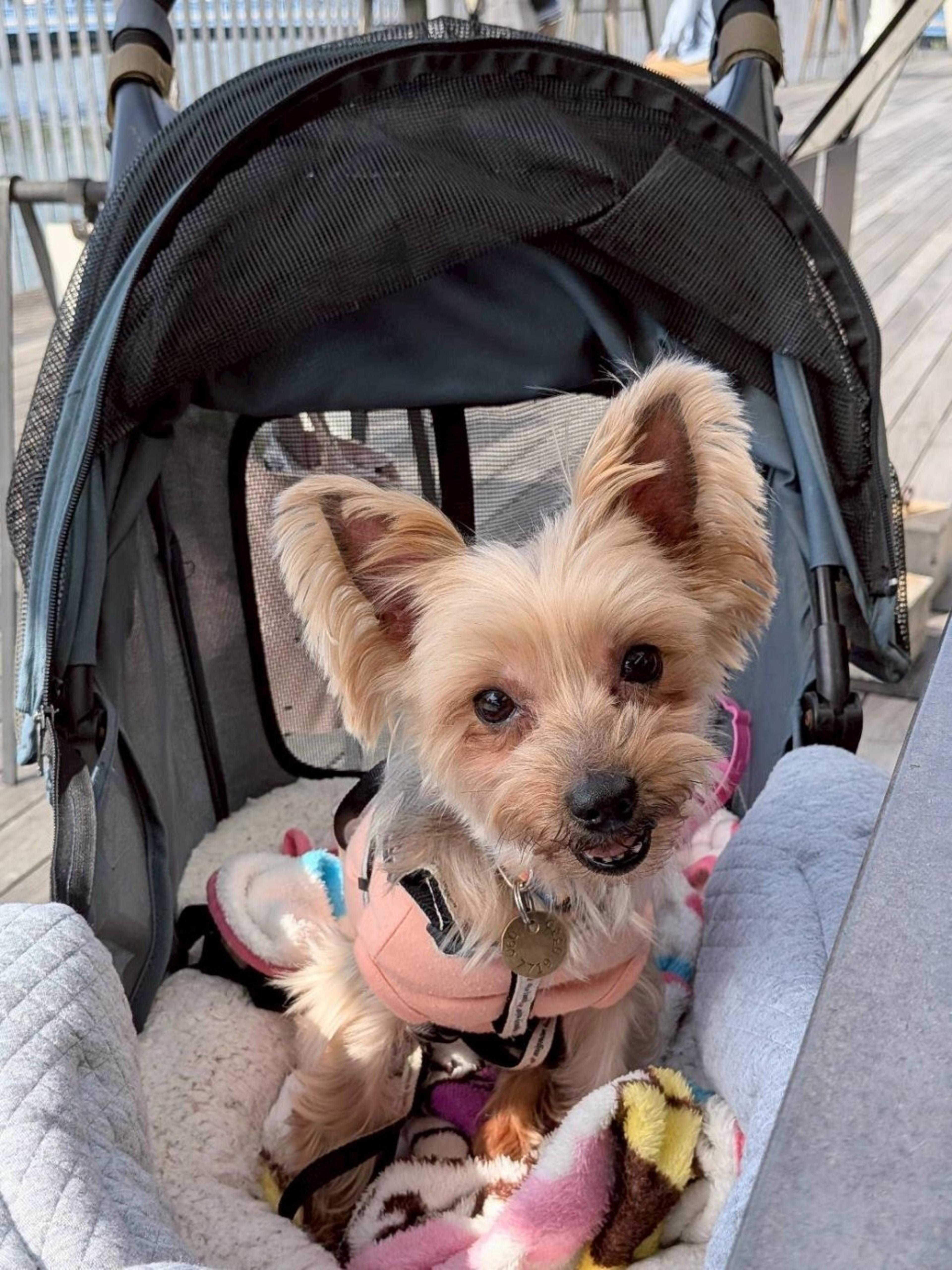 pet-image-4