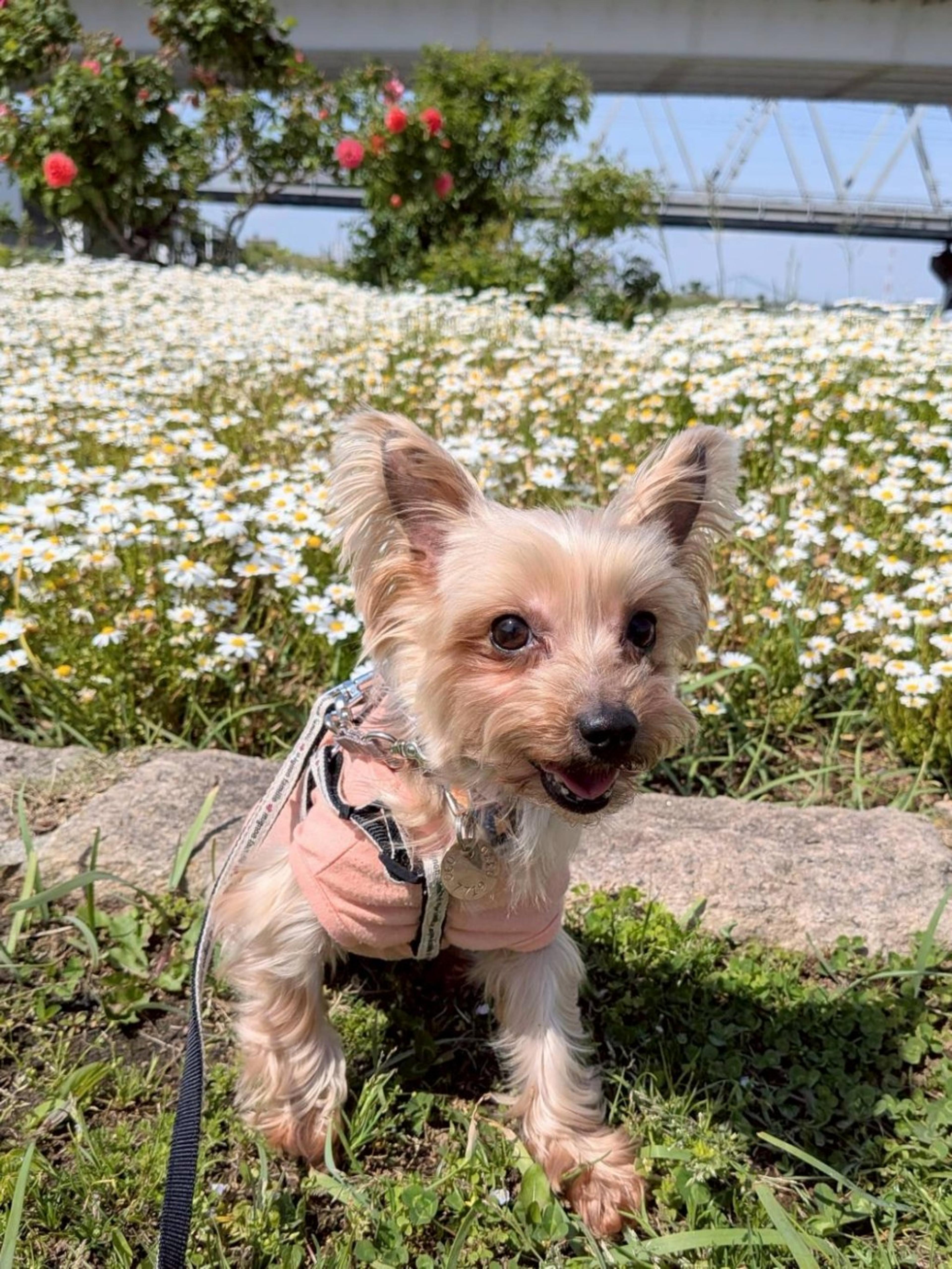 pet-image-5