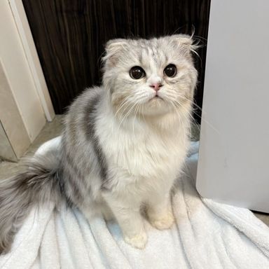 リリィ