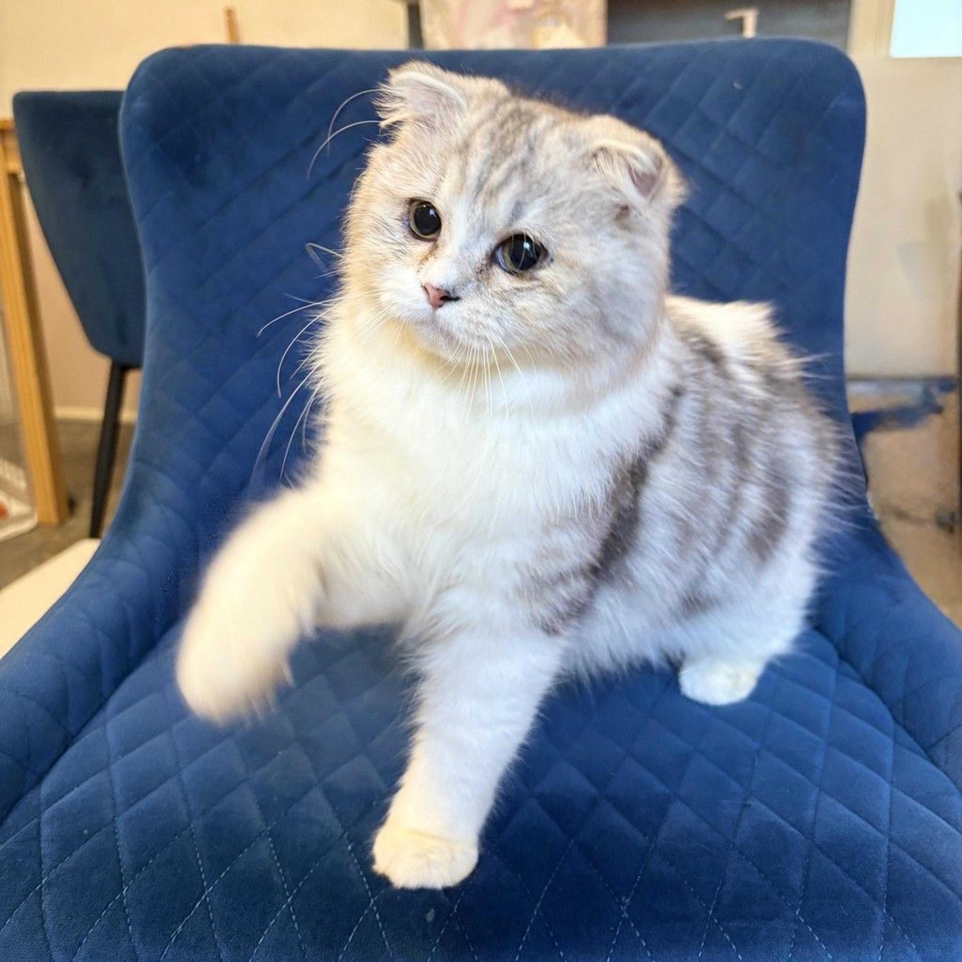 pet-image-3