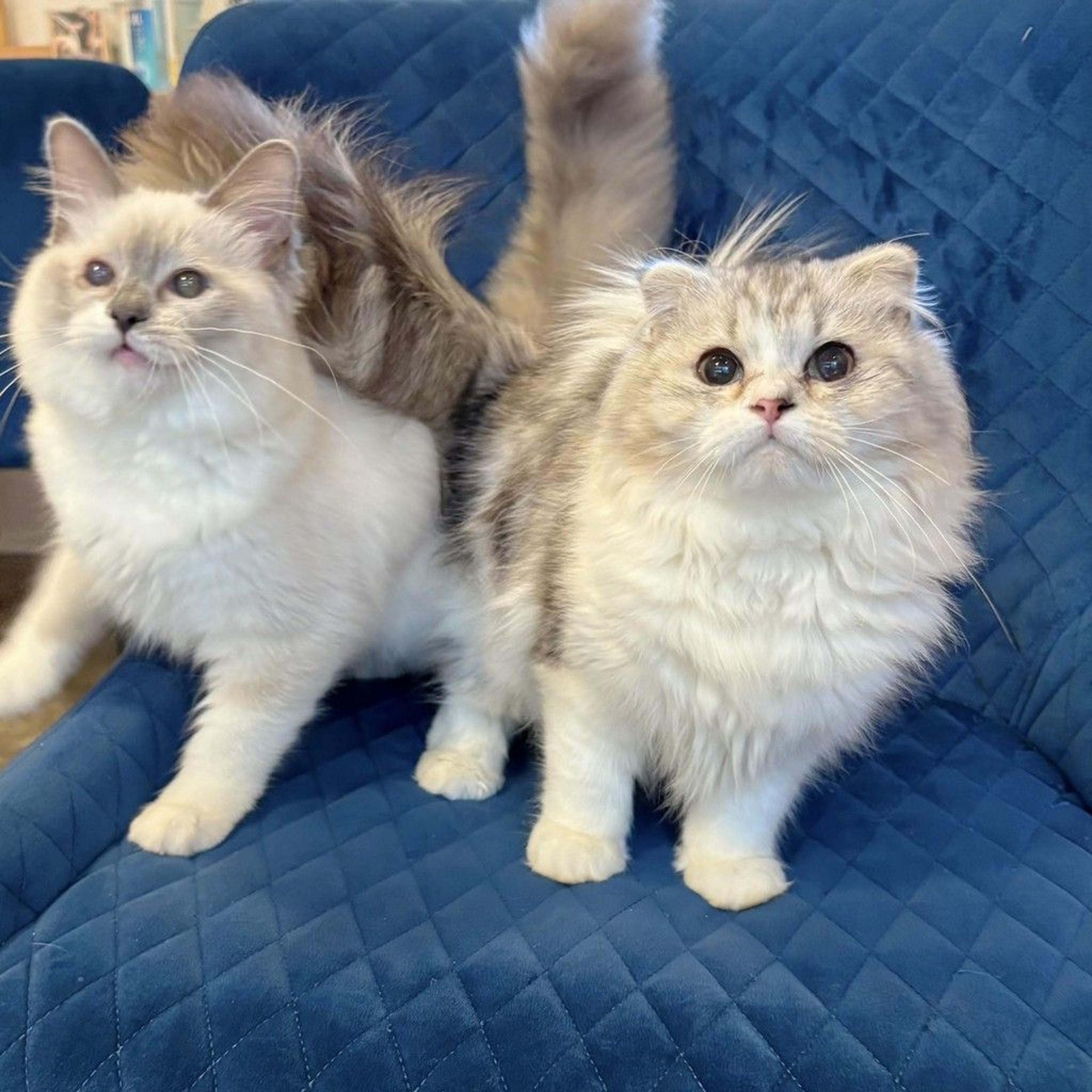 pet-image-5