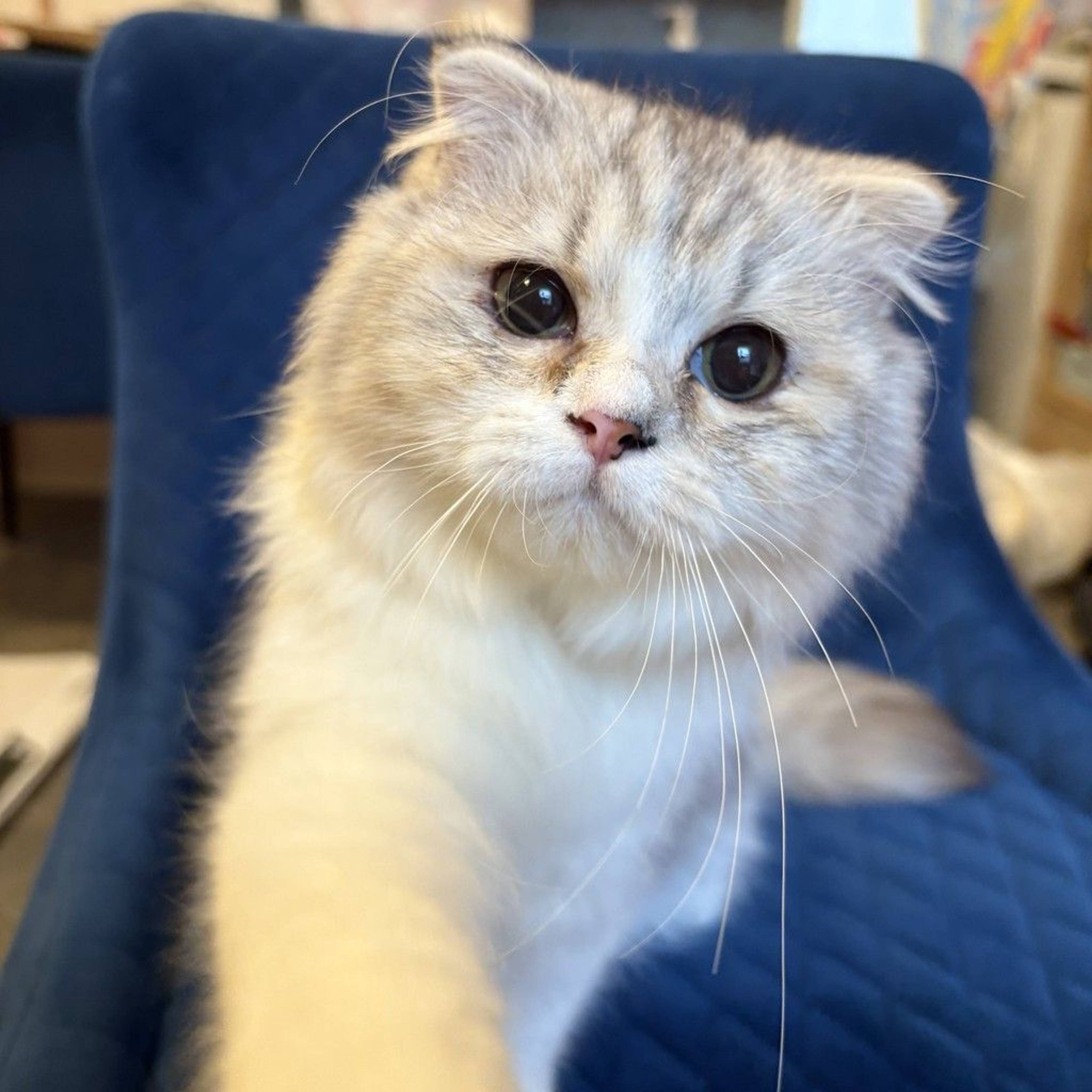 スコティッシュフォールド・メスの里親募集の写真