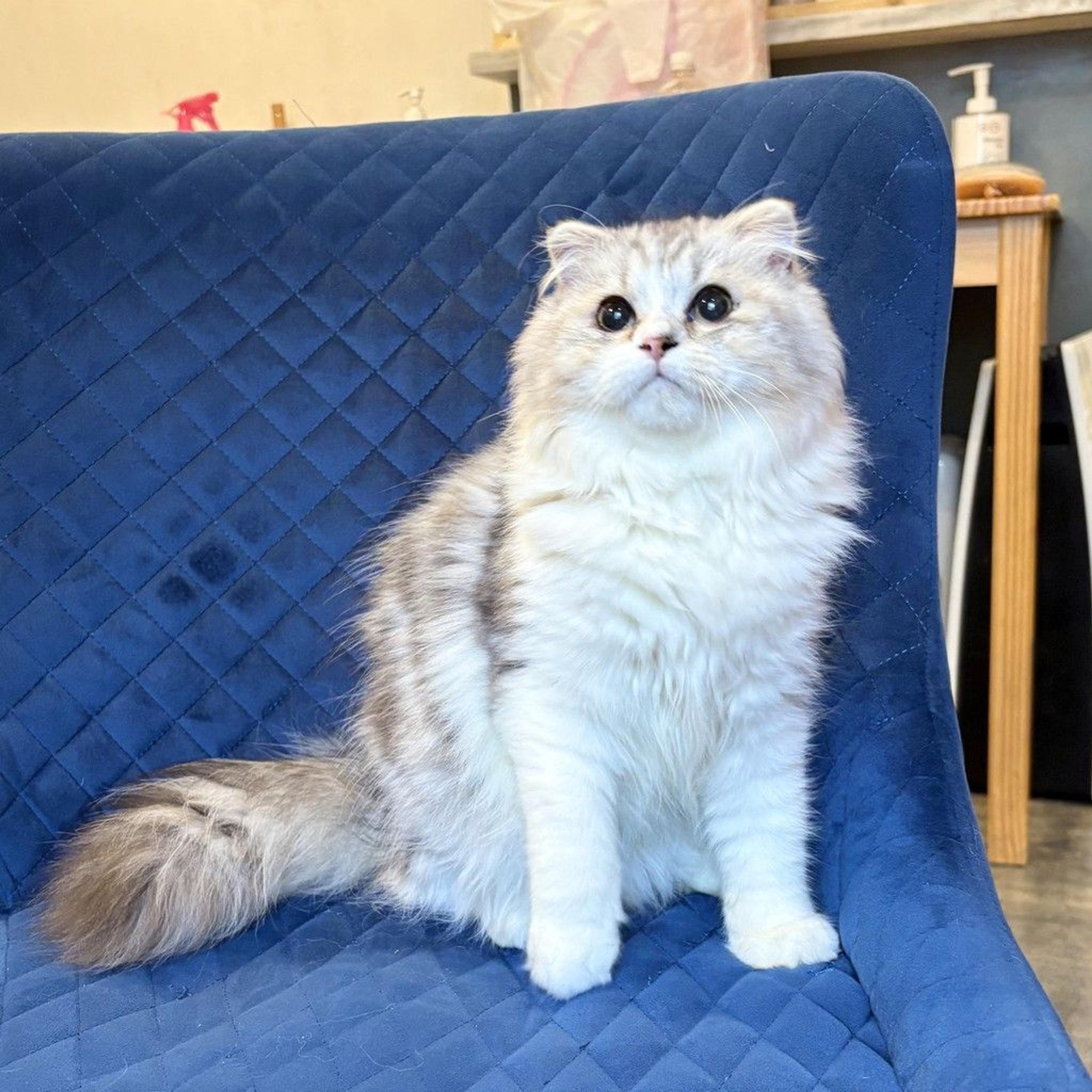 pet-image-4