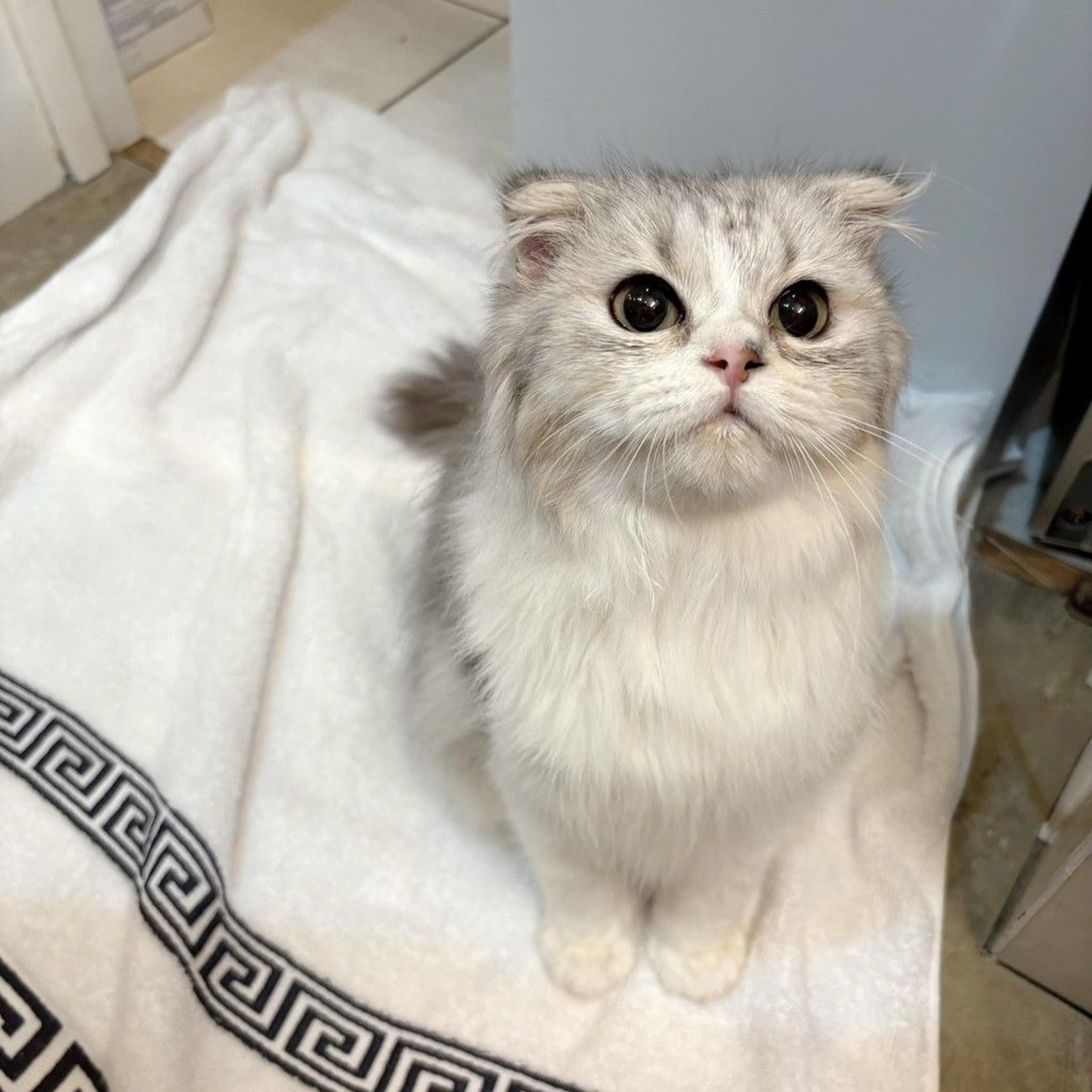 pet-image-6