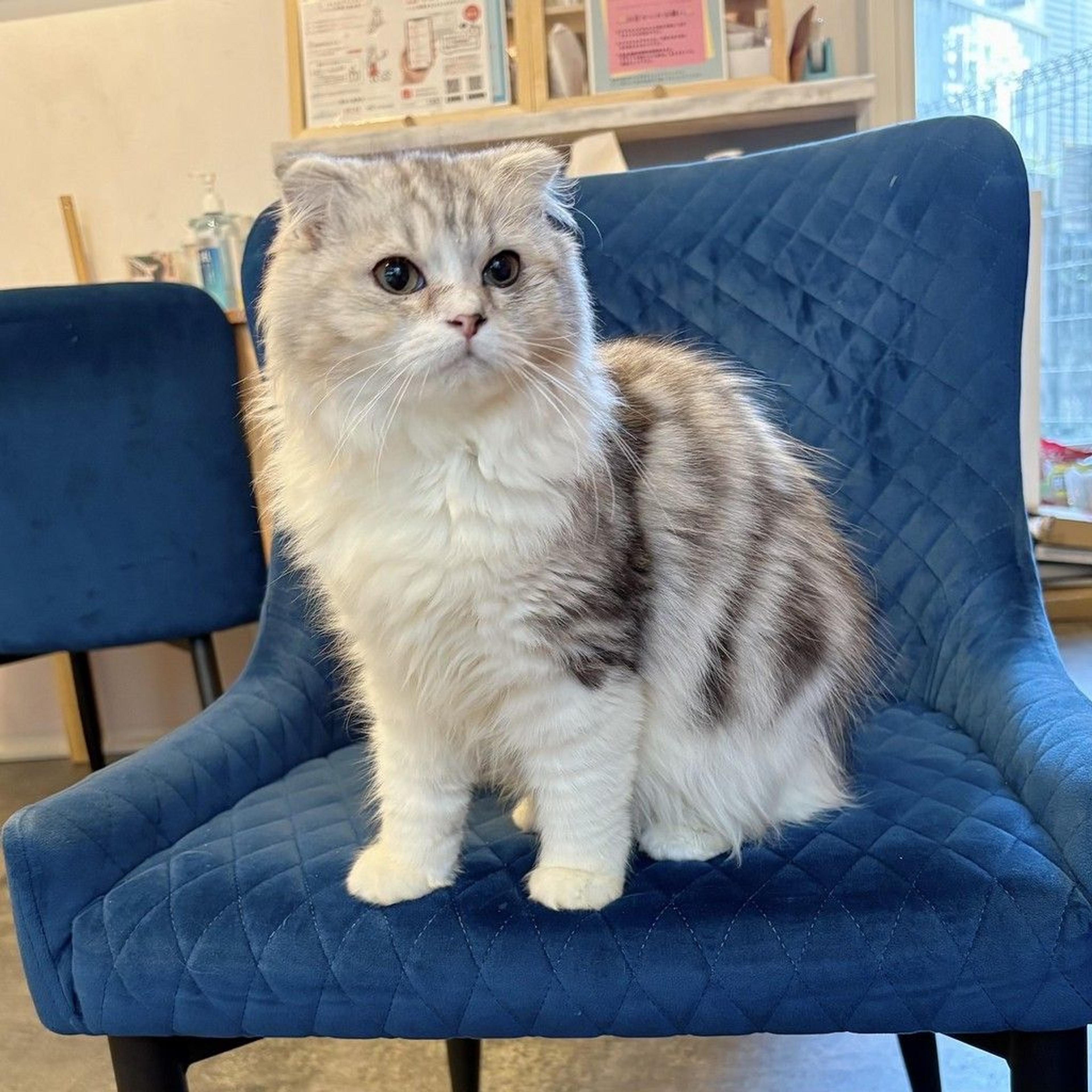 pet-image-2