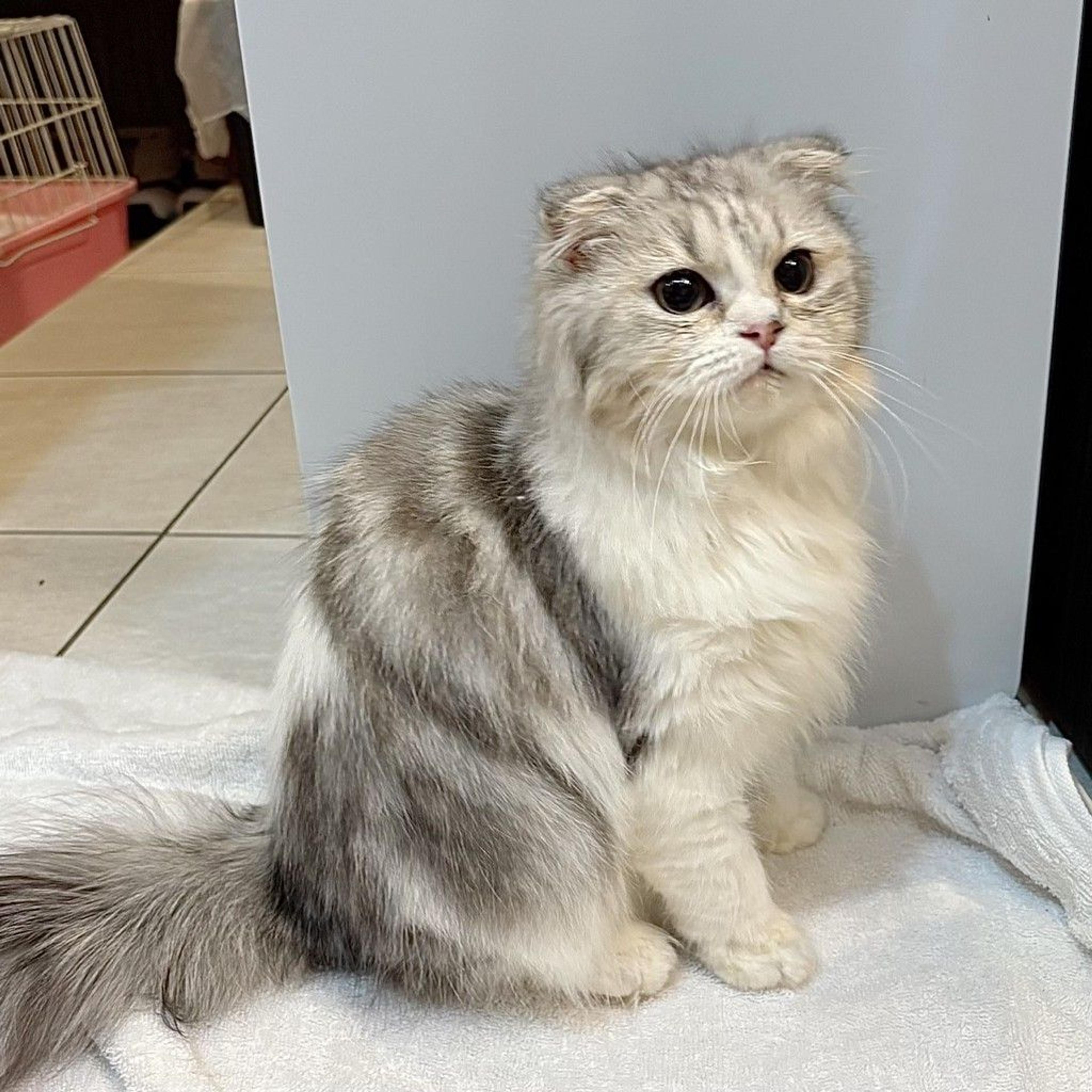 pet-image-9