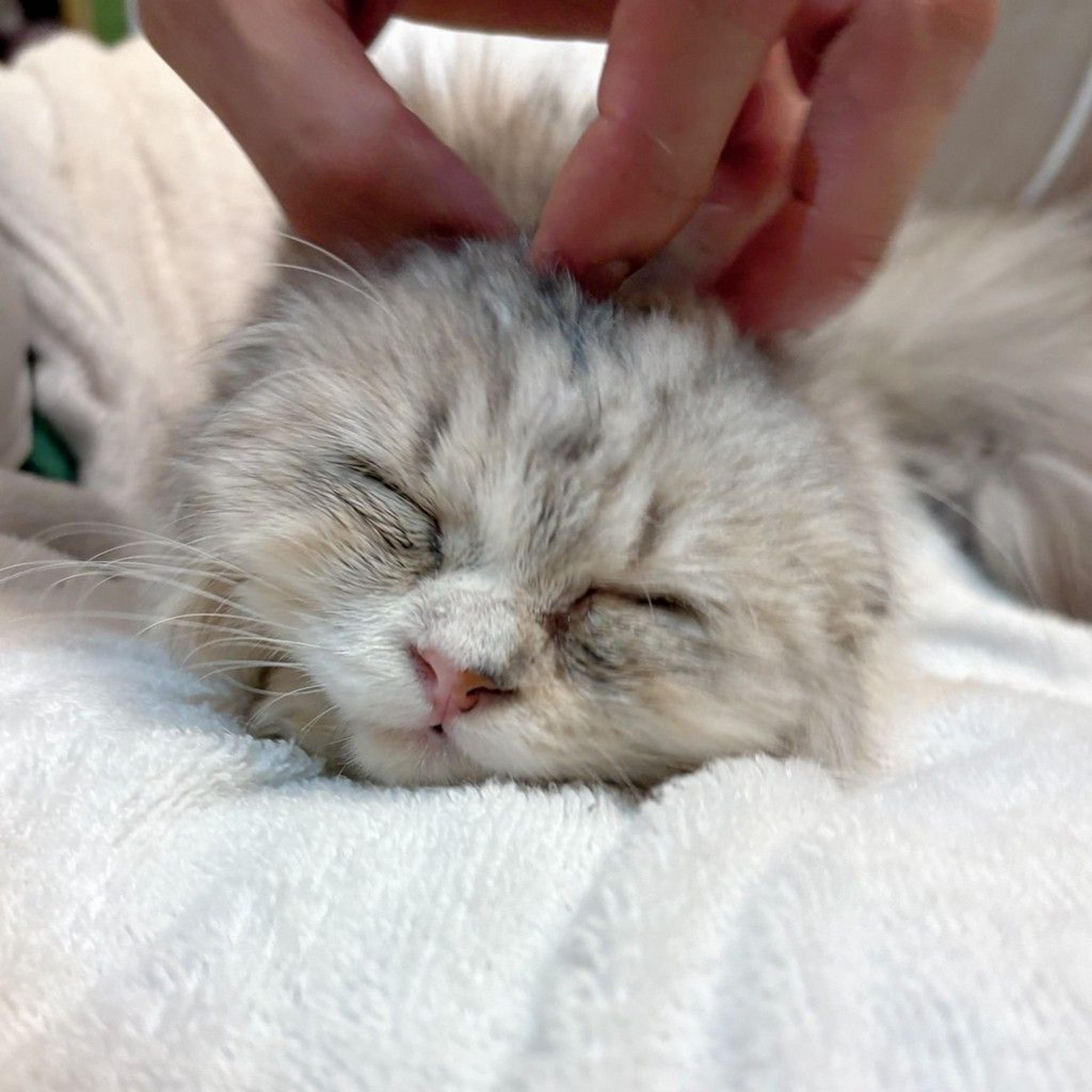 pet-image-7