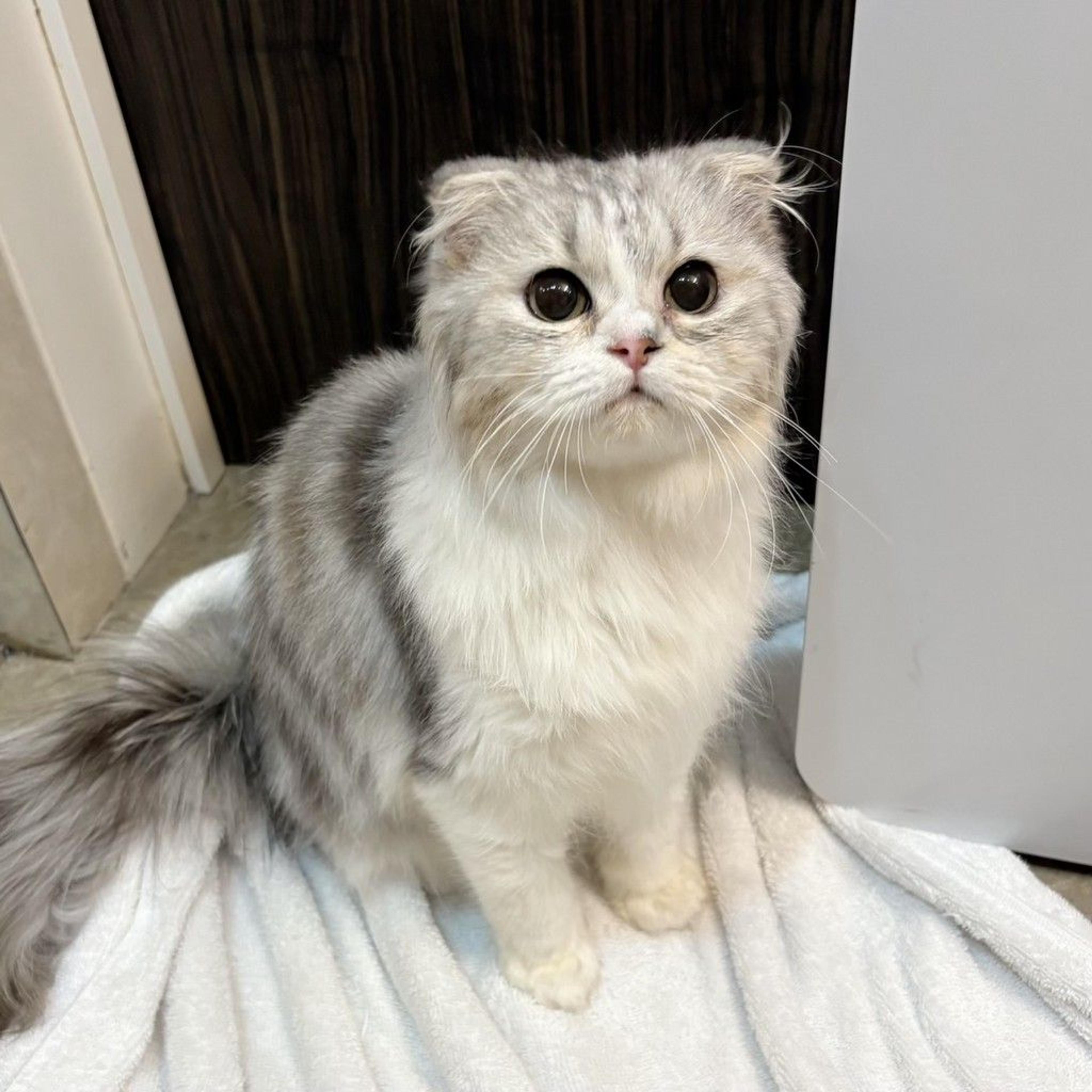 pet-image-8