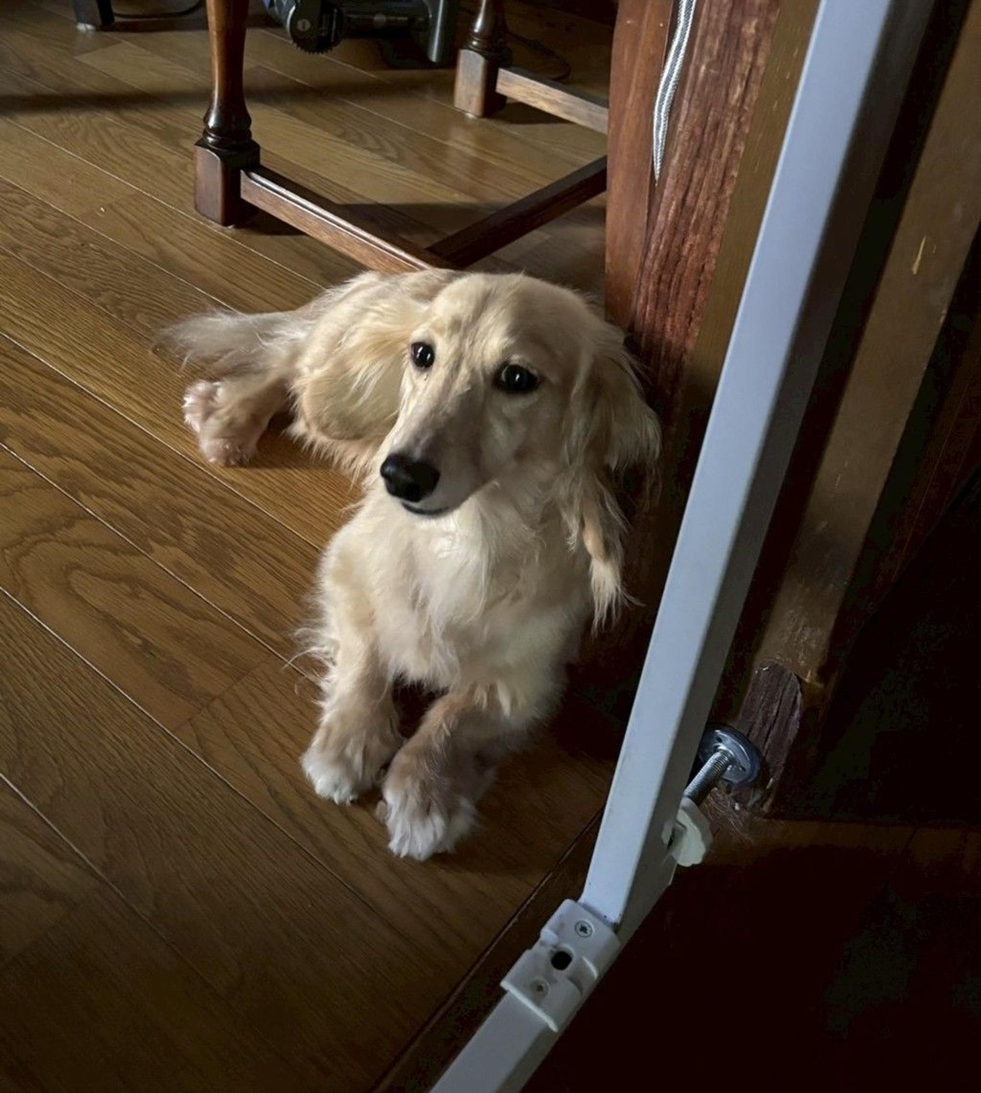 pet-image-6