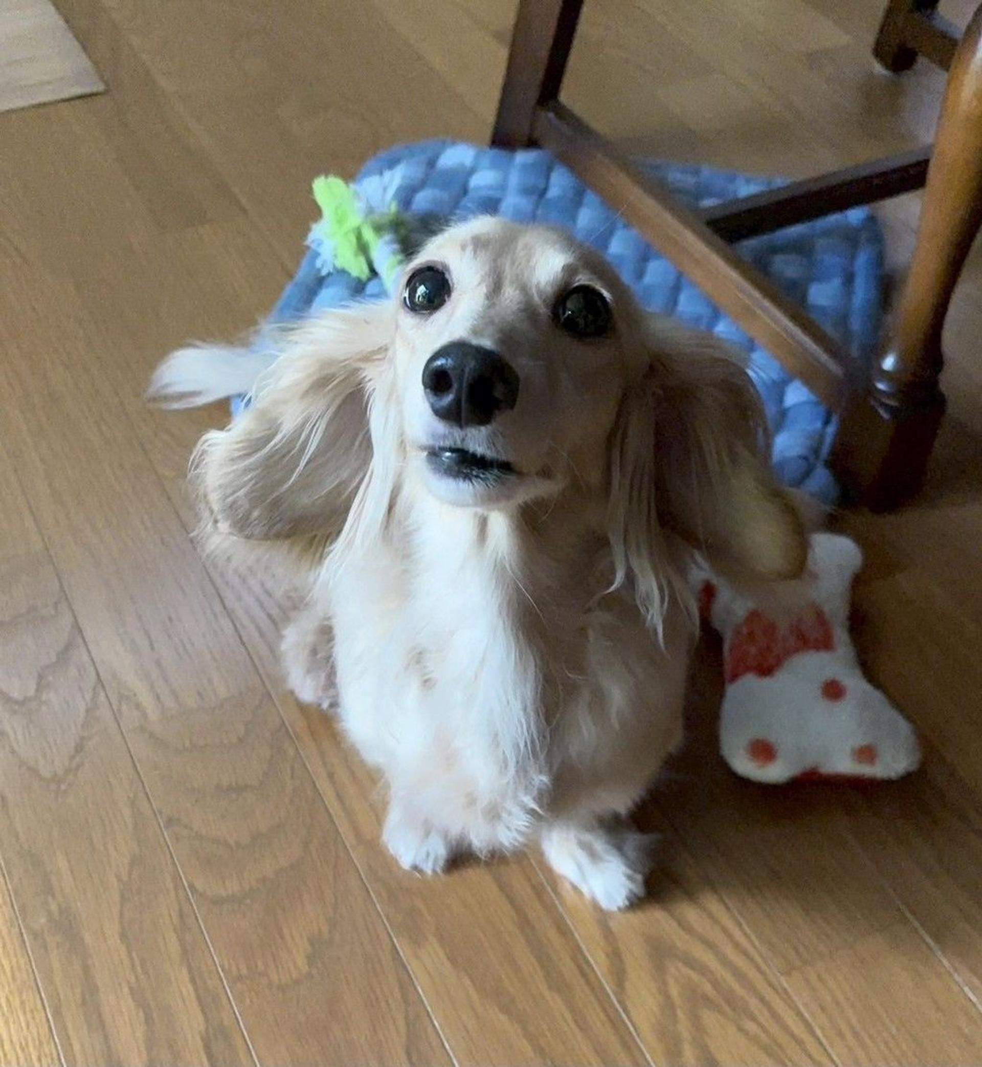 pet-image-7