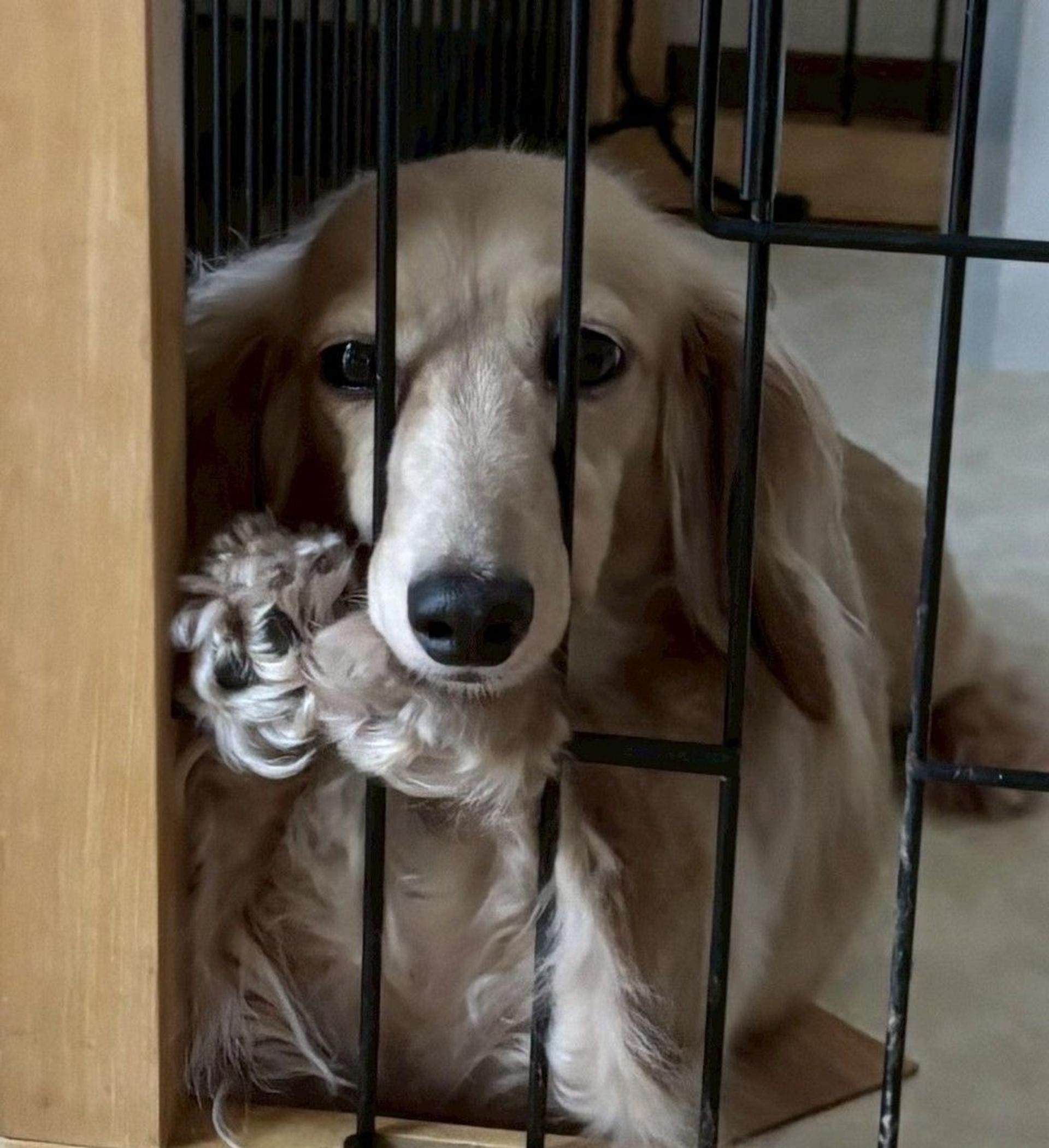 pet-image-4
