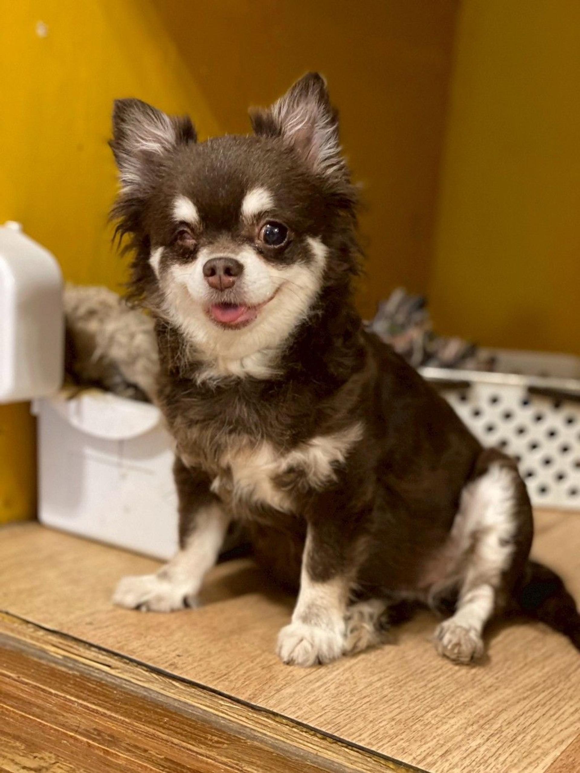 pet-image-8