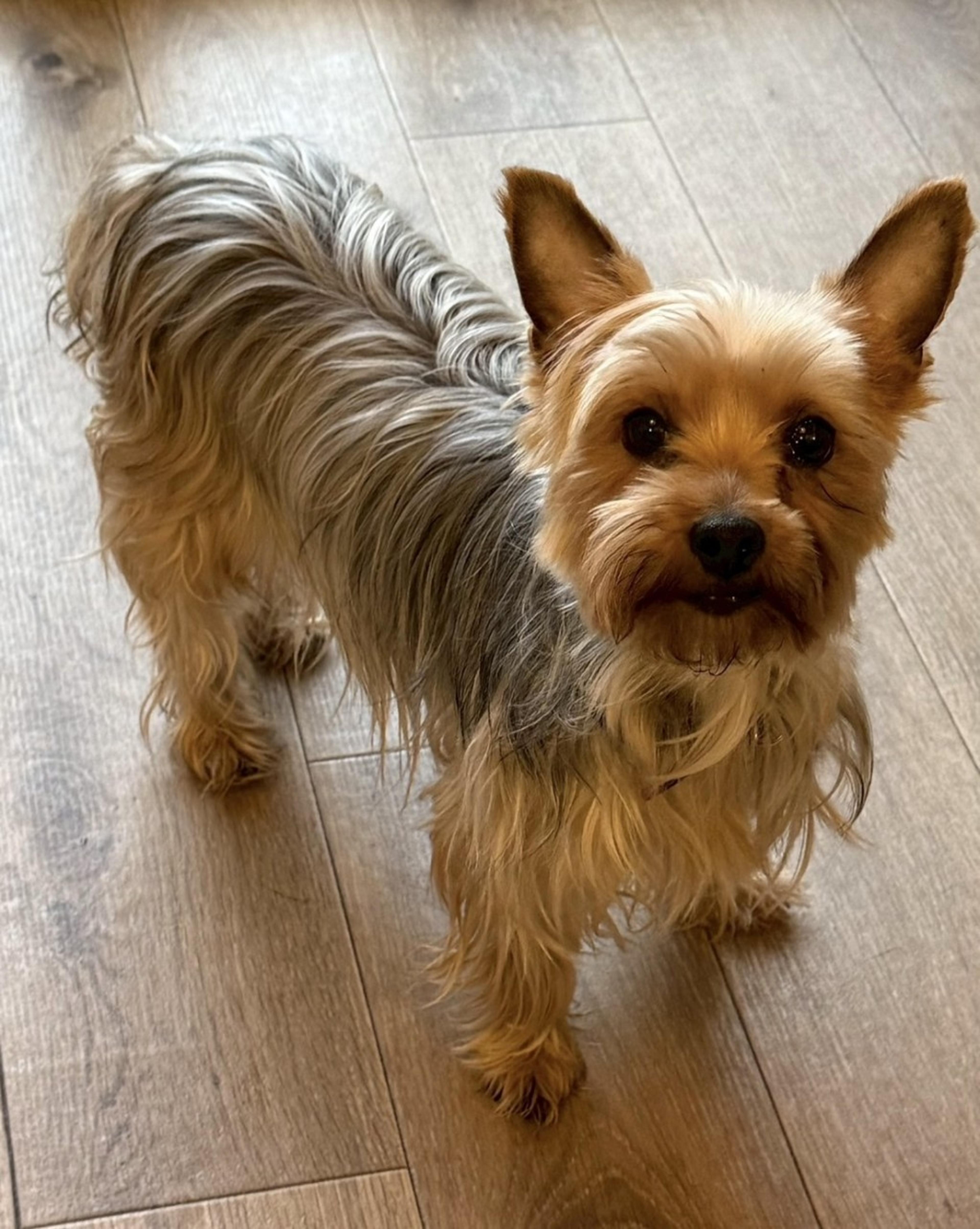 pet-image-2