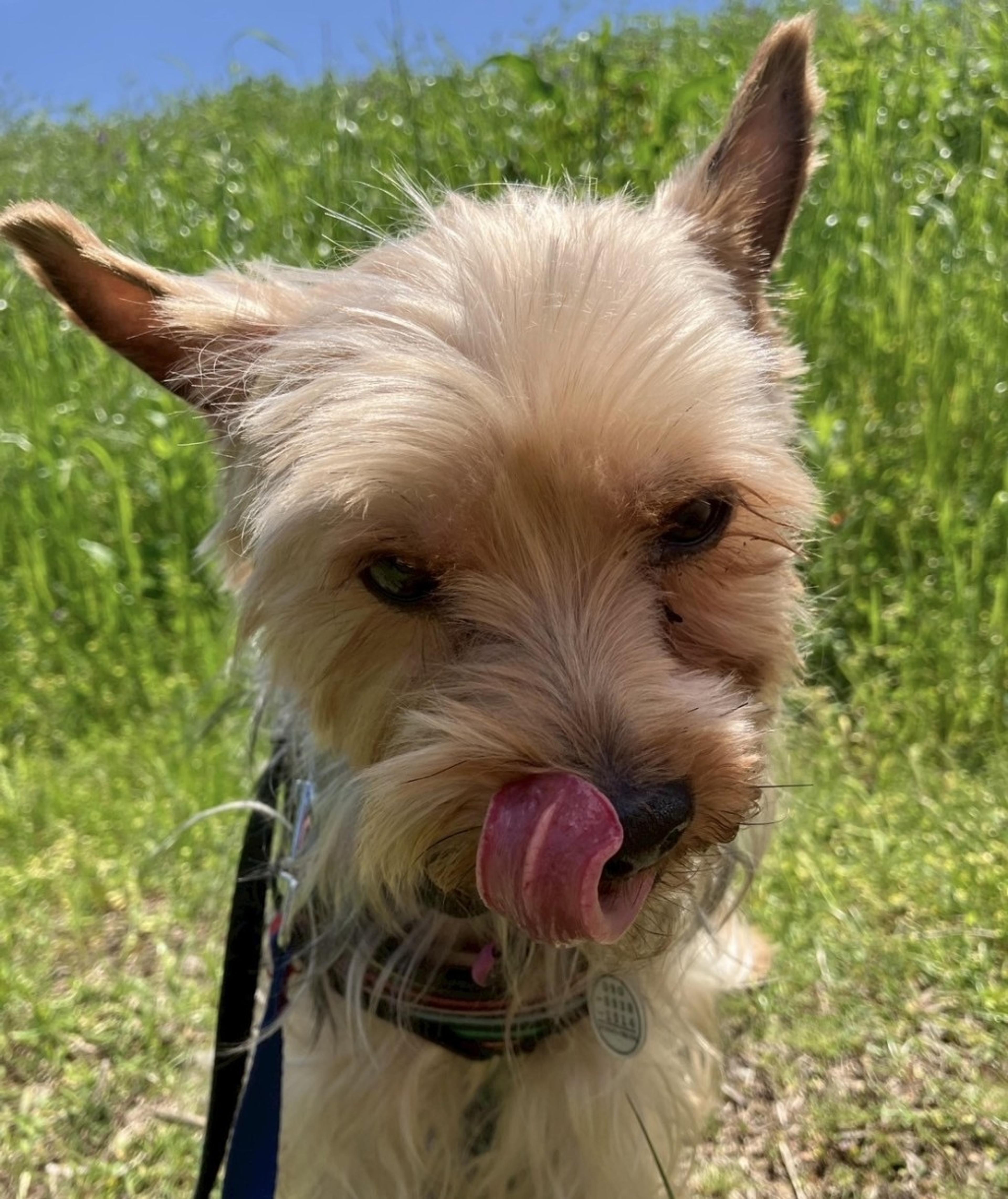 pet-image-6