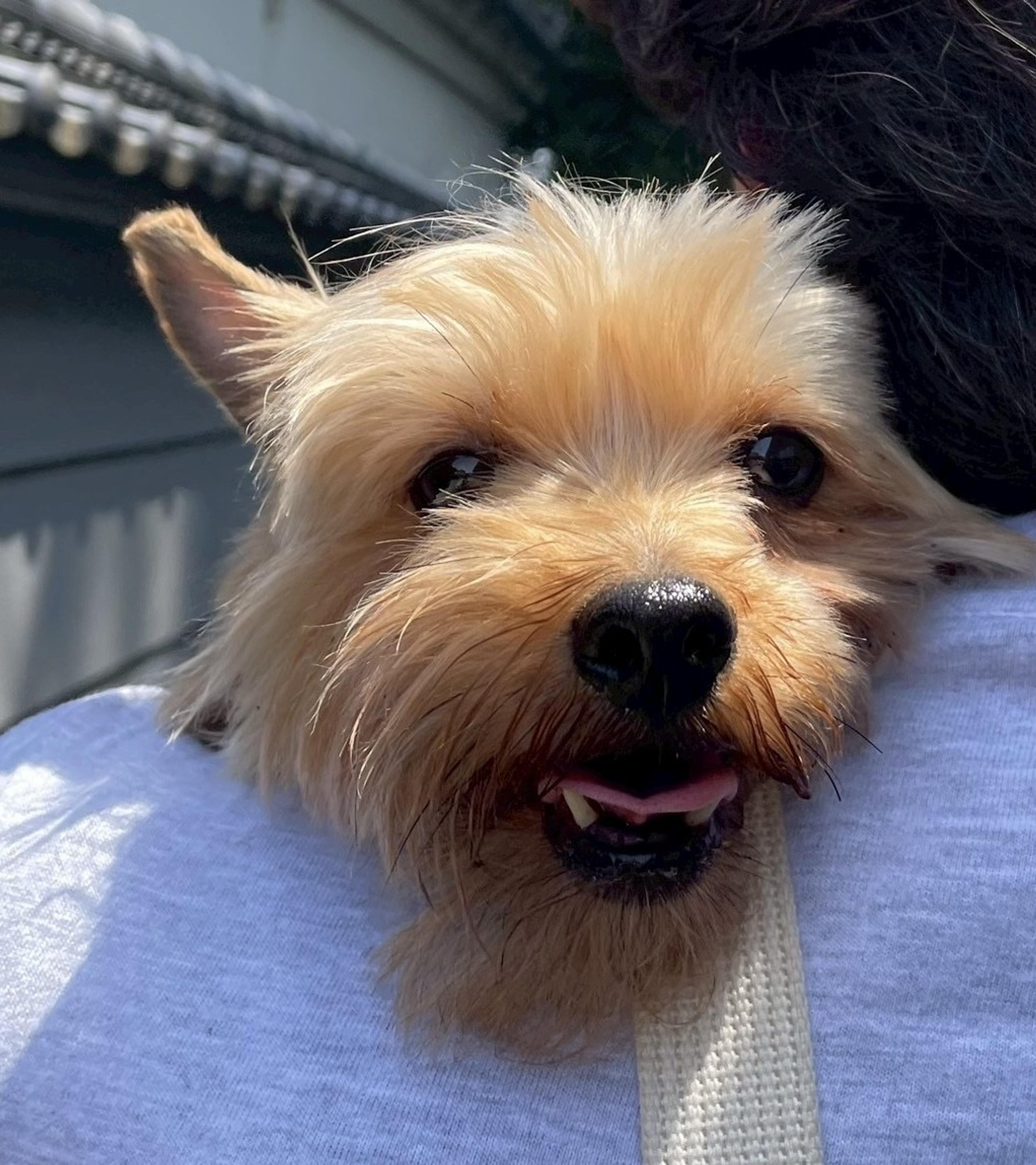 pet-image-7