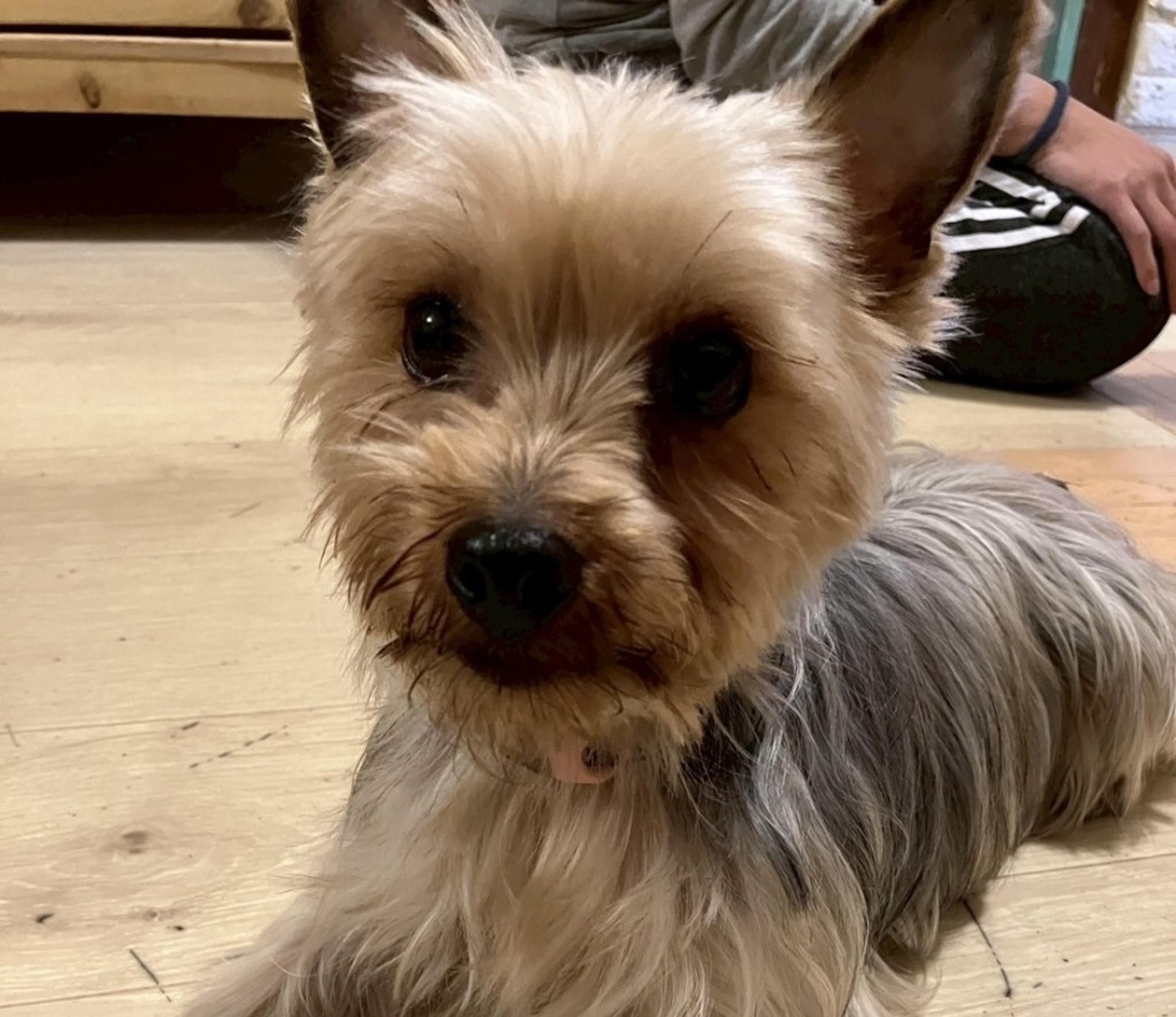 pet-image-8