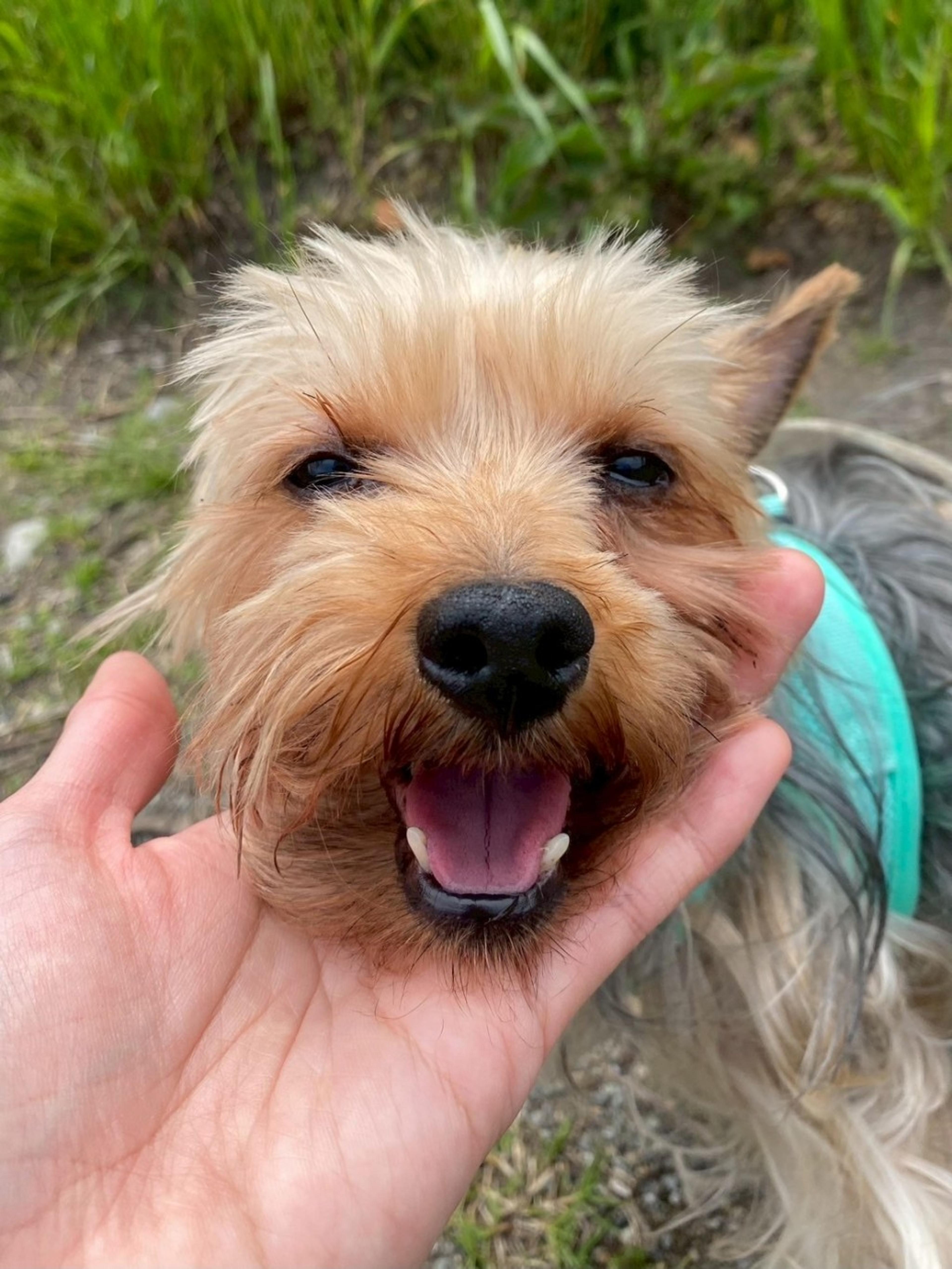 pet-image-9