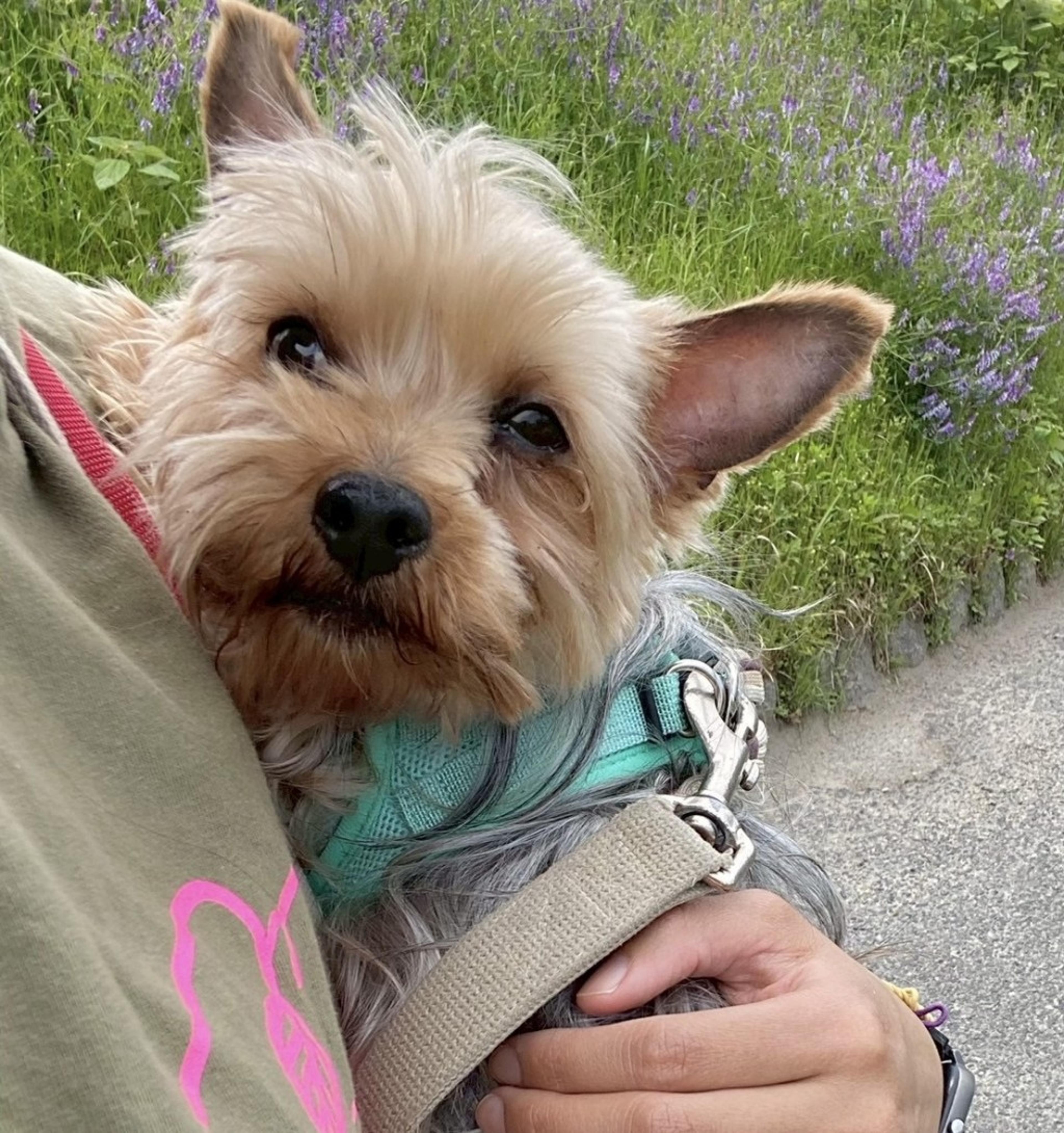 pet-image-3