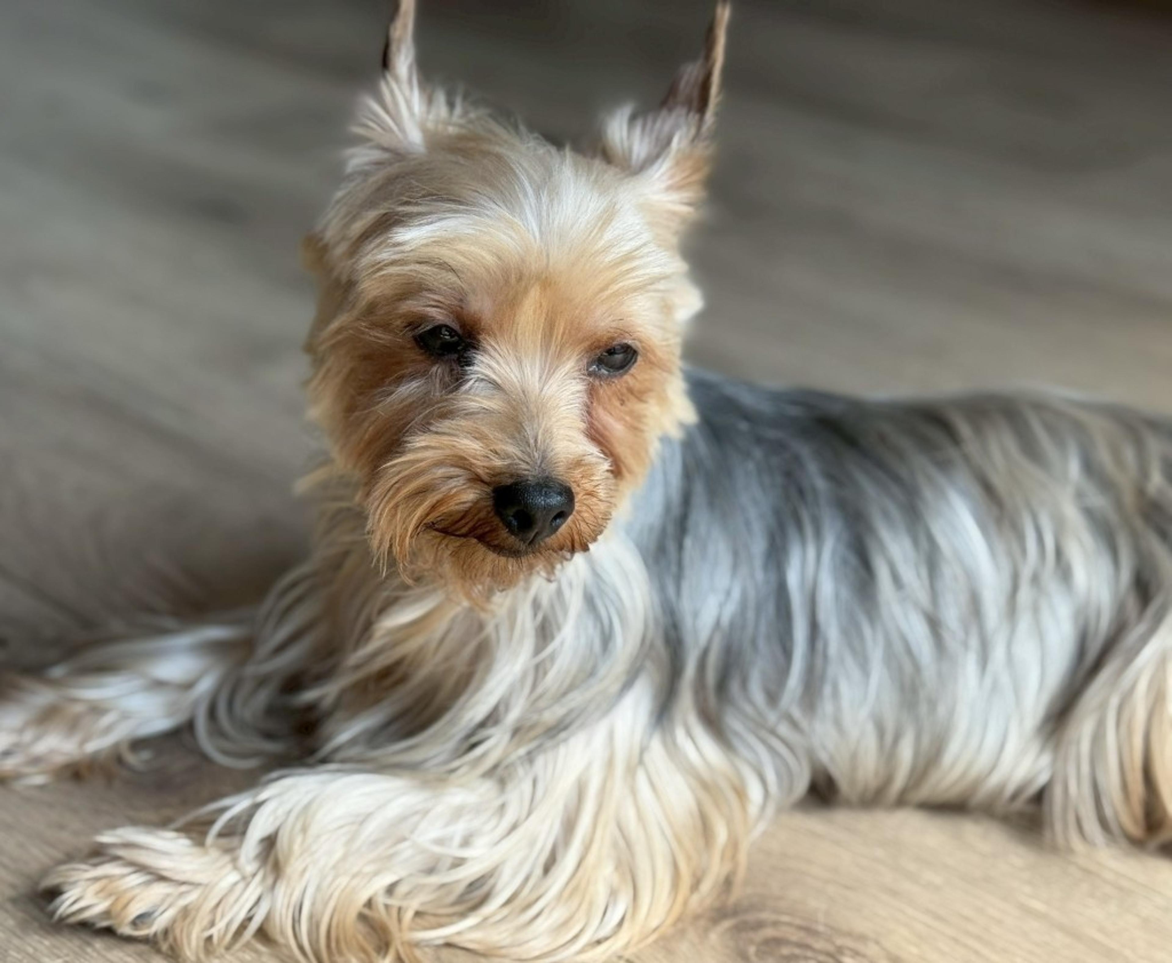 pet-image-4