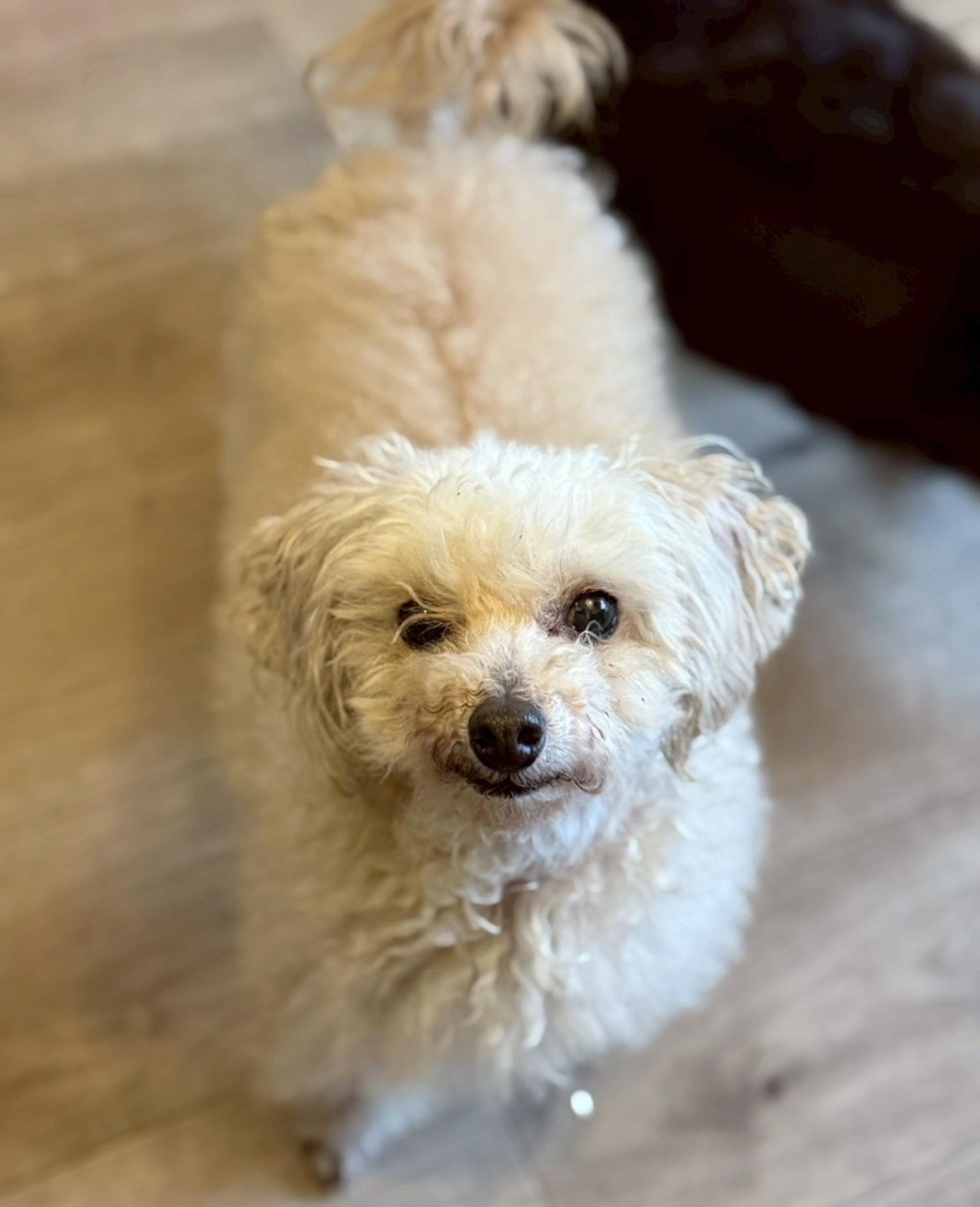 pet-image-5