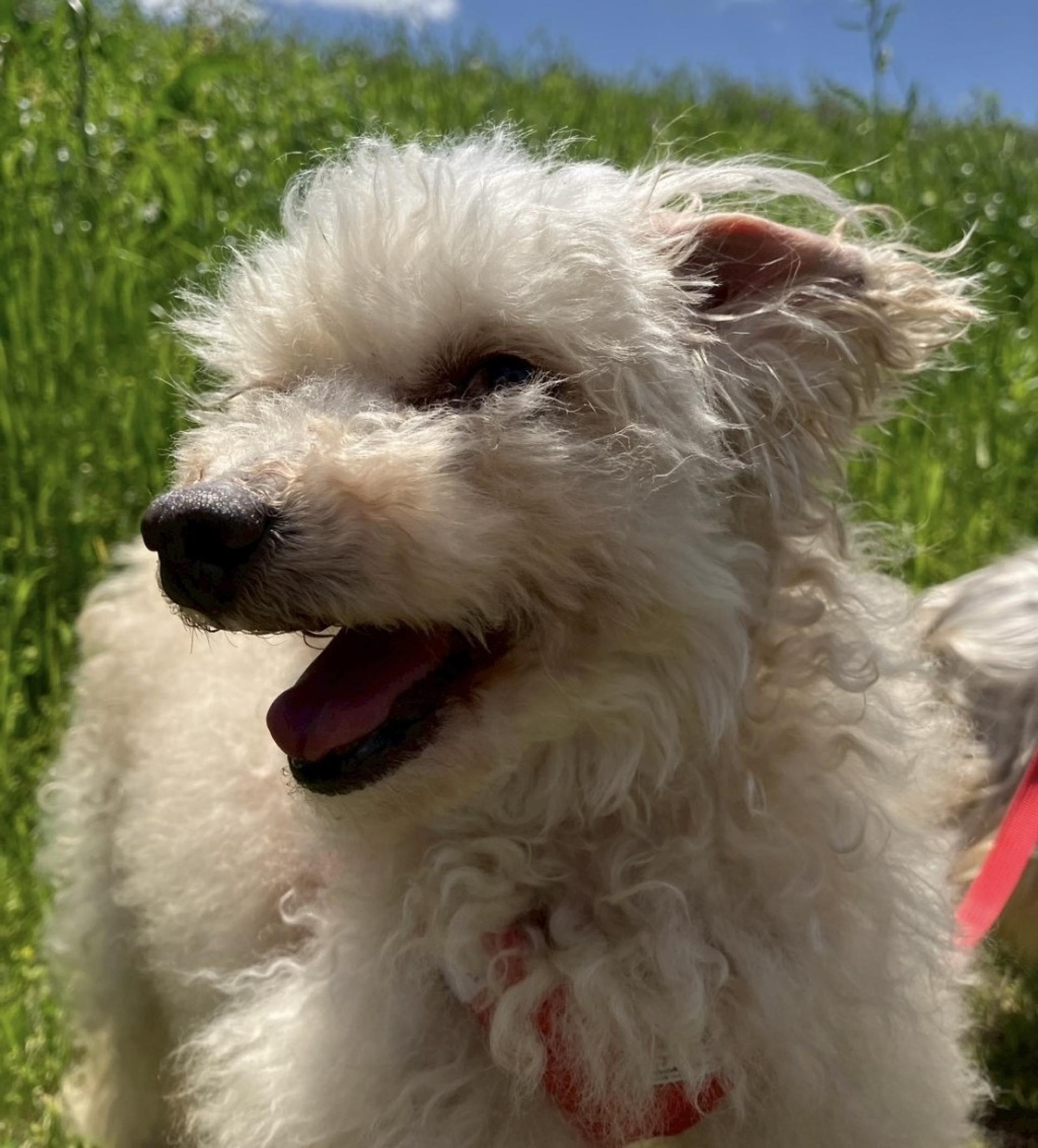 pet-image-6