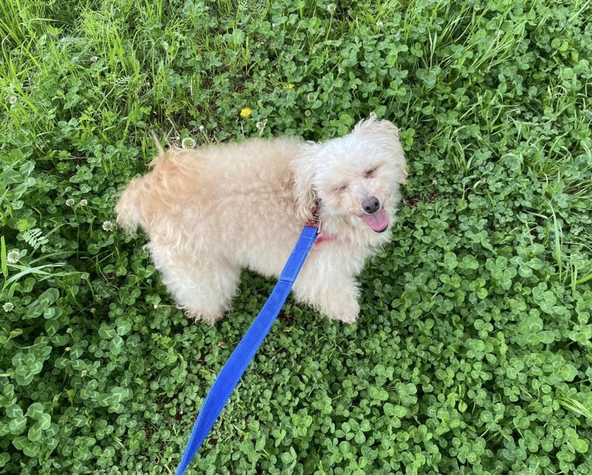 pet-image-8
