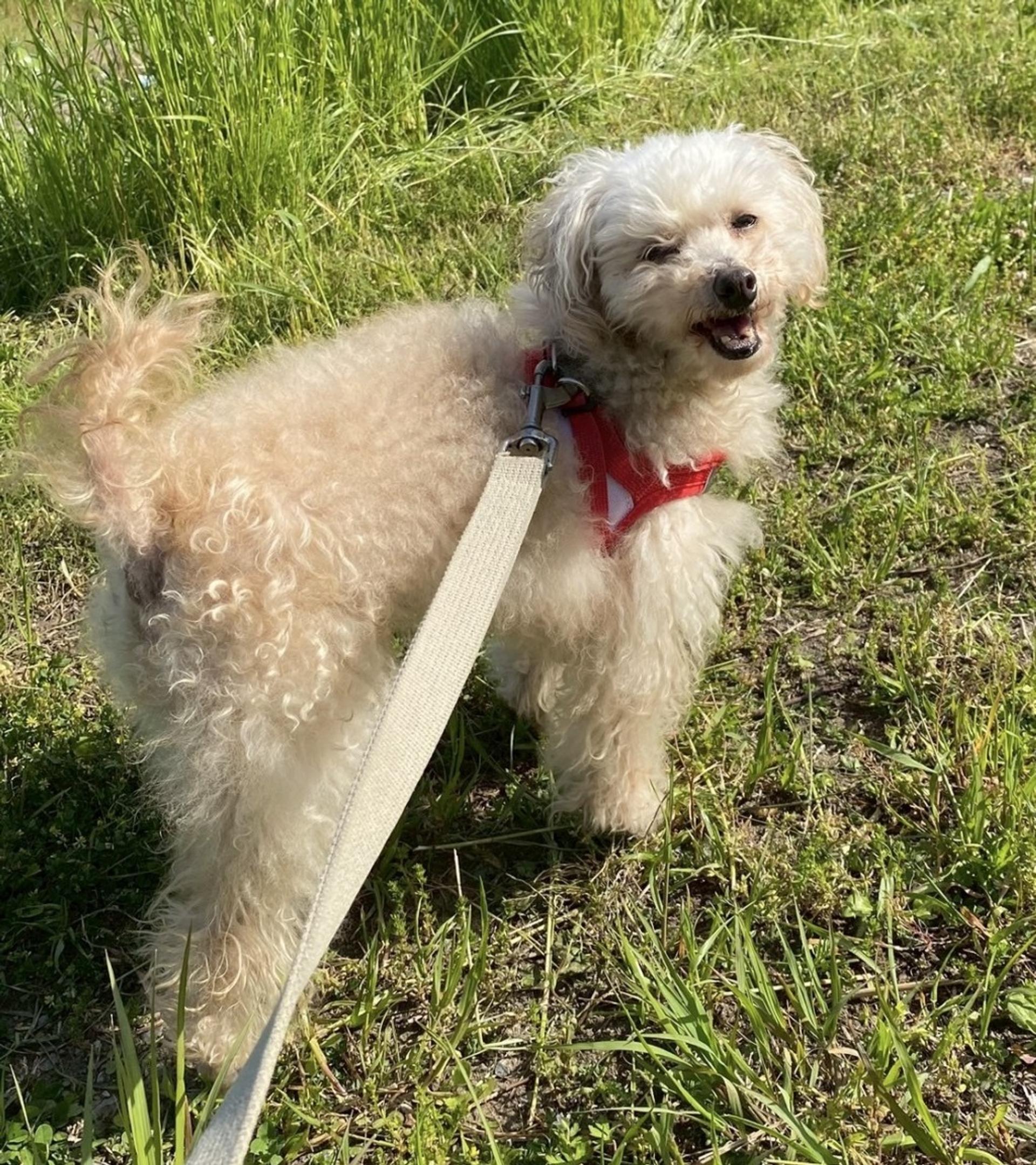 pet-image-2