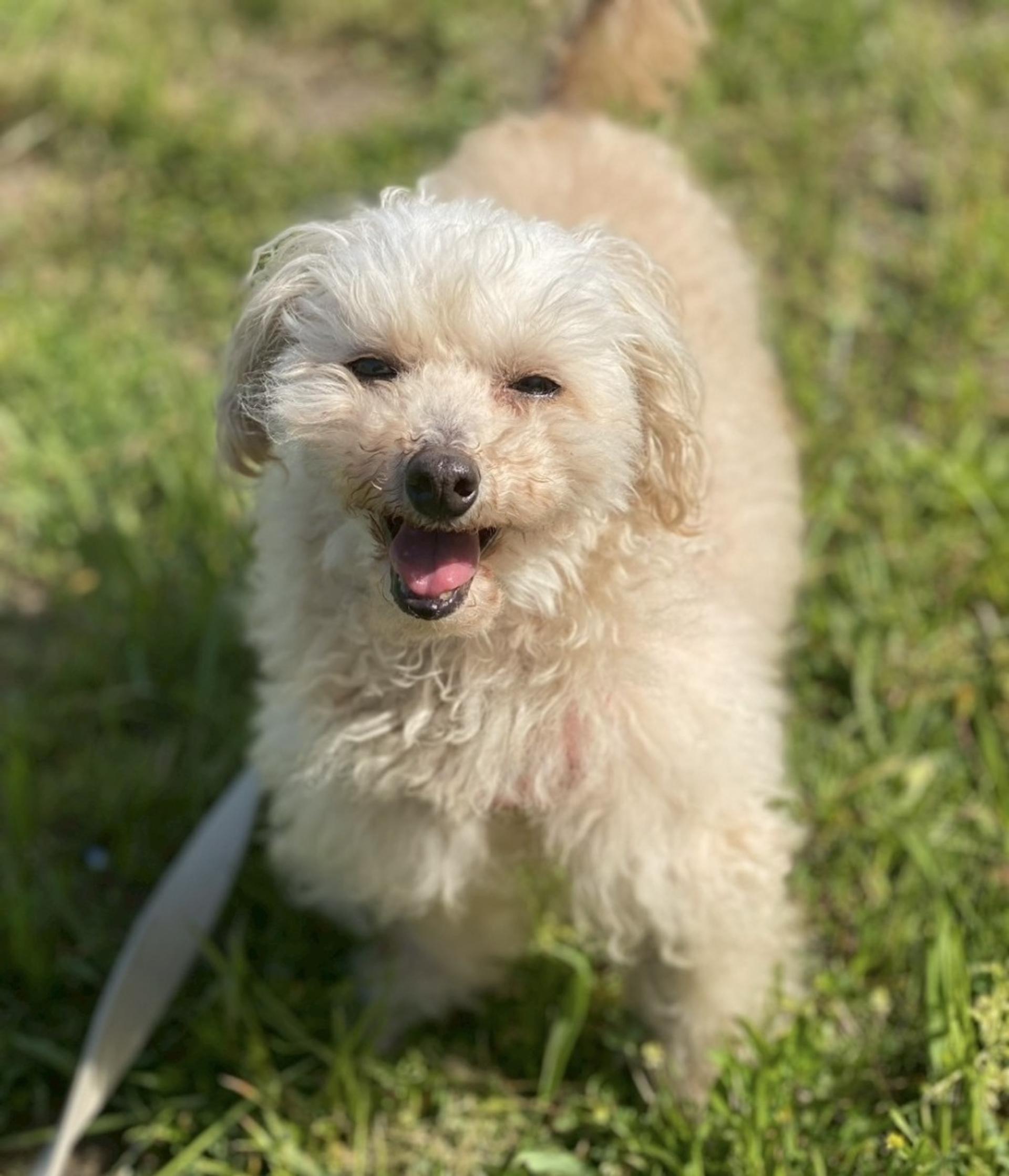 pet-image-3