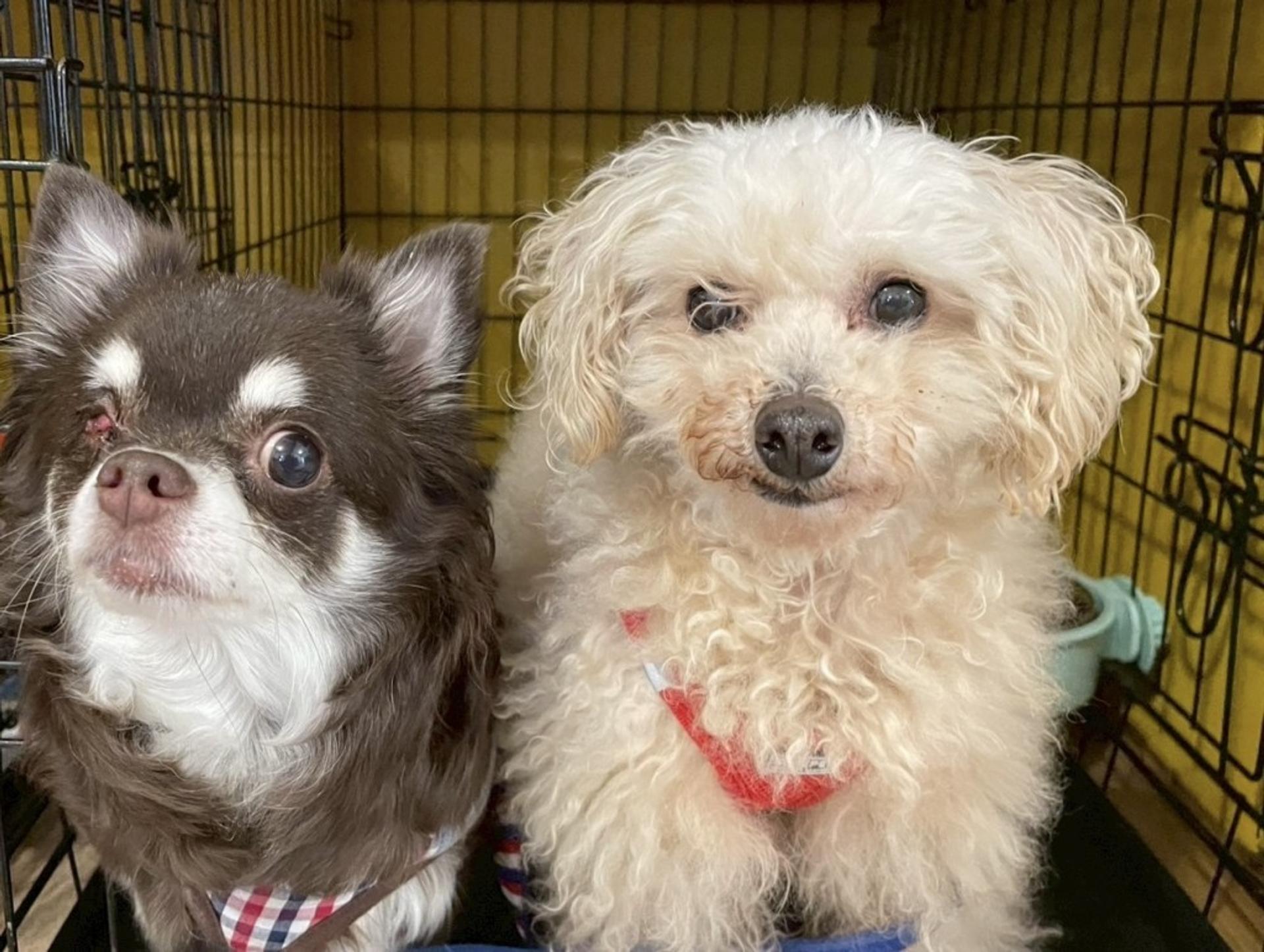 pet-image-4