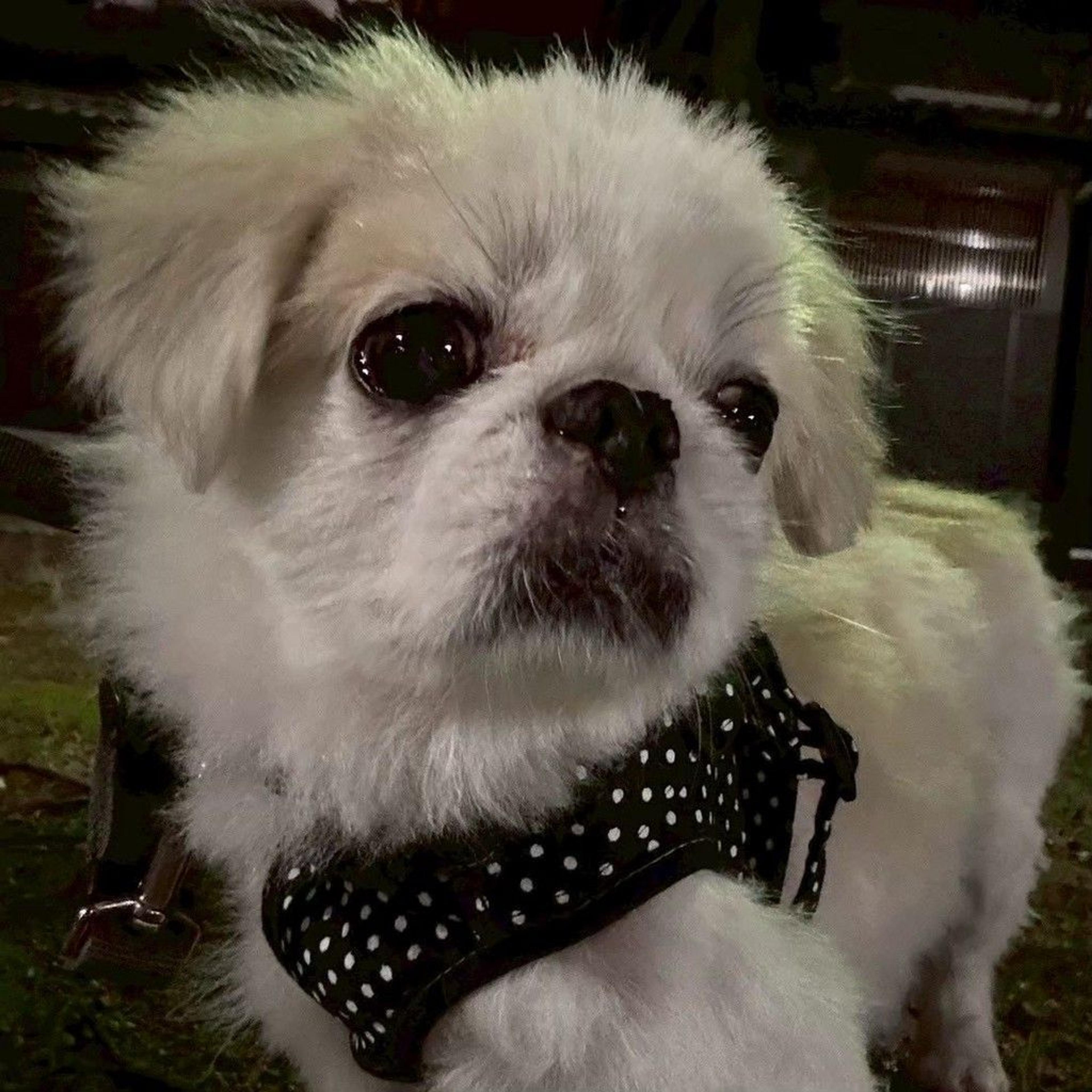 pet-image-7